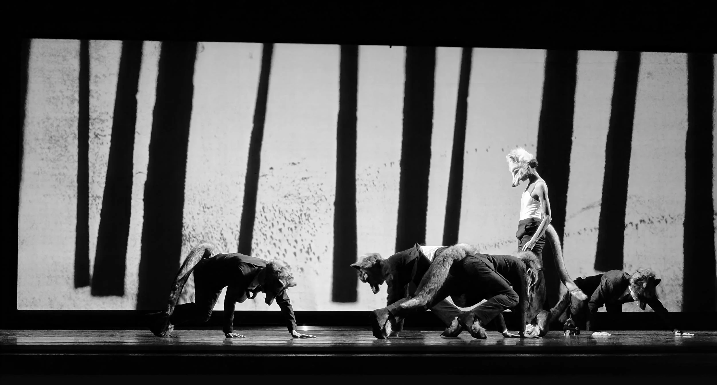 Male dancers crouch low like wolves around a she-wolf in front of a projected forest of dark trees — Between Dogs & Wolves, Wiener Staatsballett.