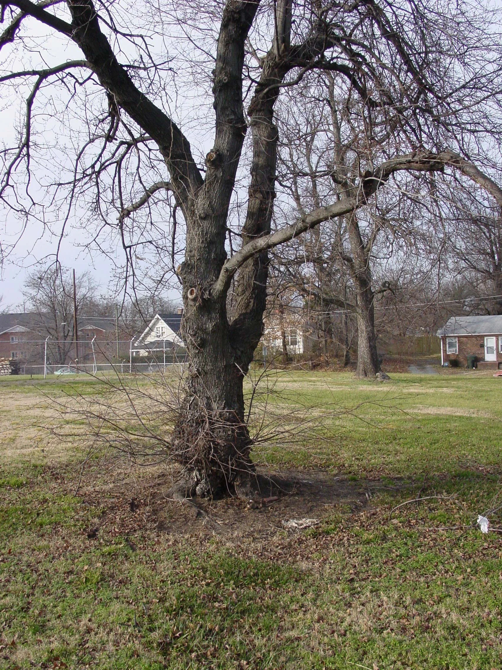 A bare, gnarled tree stands in an empty lot, with small houses beyond a chain-link fence — The Renter.