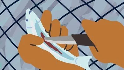 Color script: hands clean a fish with a knife — The Possibilities of Regeneration, Kiss the Ground.