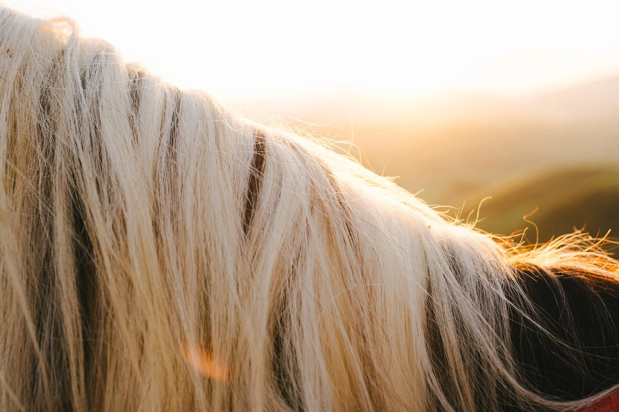 Close-up of a horse's blonde mane with sunlight in the background.