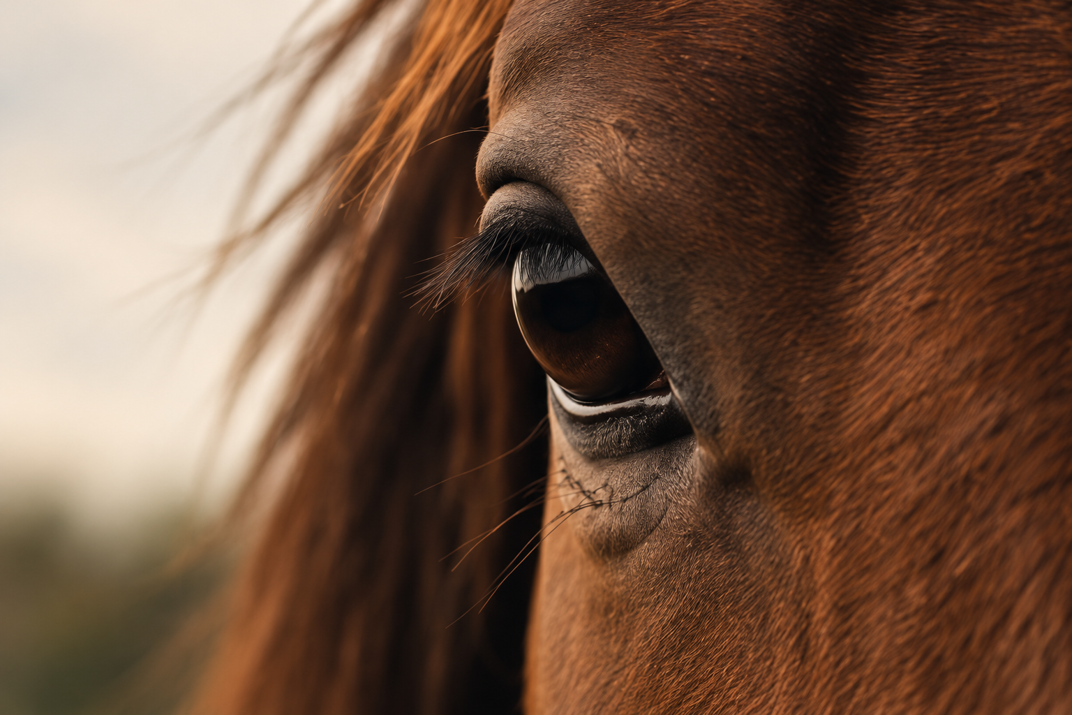 Close-up of a brown horse's eye and surrounding facial area with a blurred background.