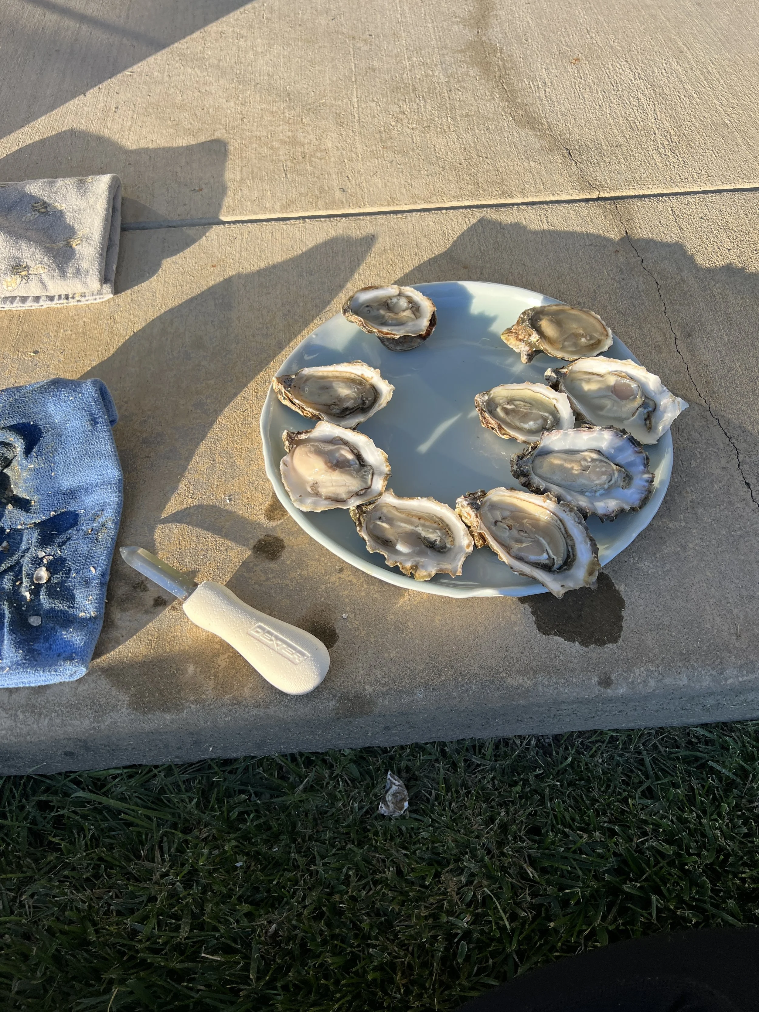 Several freshly shucked oysters on a white plate, placed on a concrete surface outdoors, with grass and a shadow in the background.