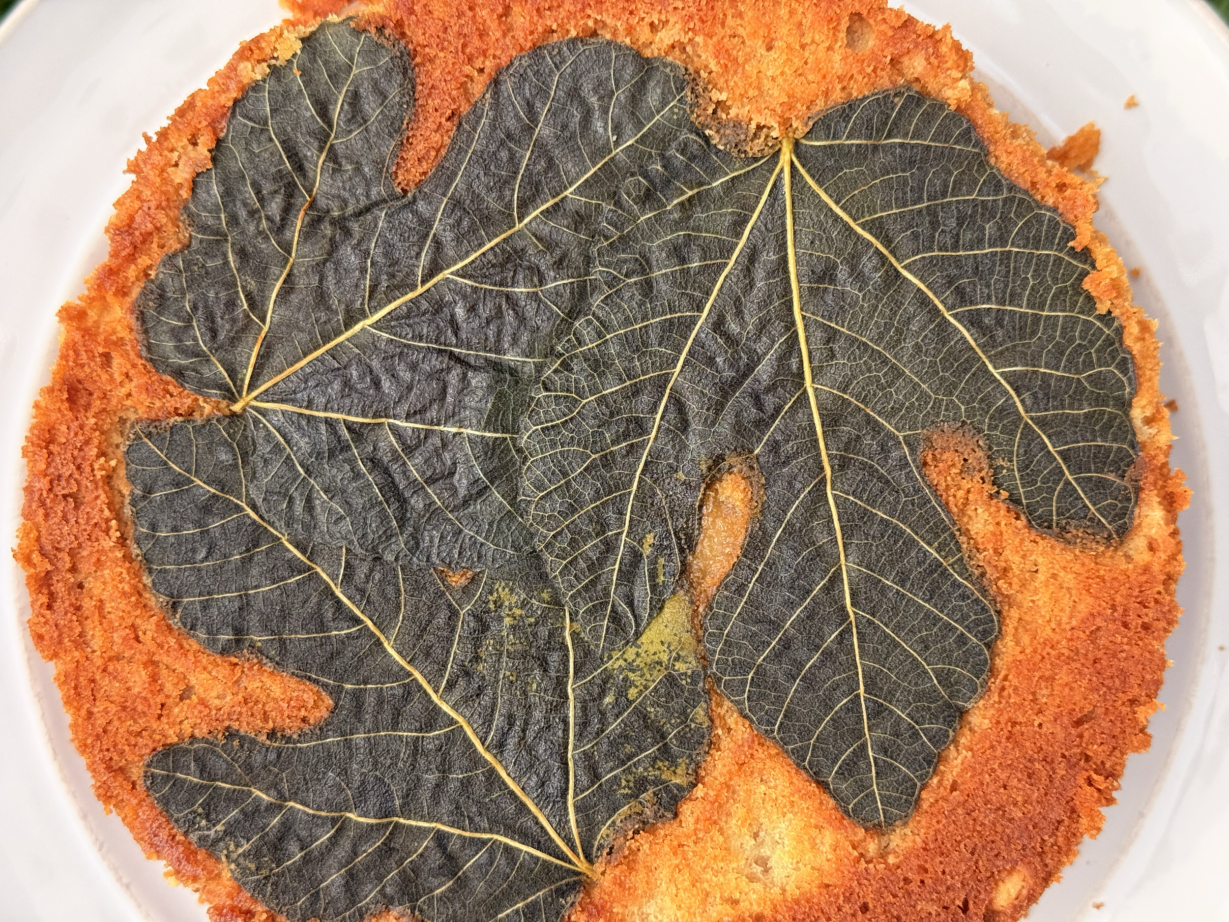A close-up of a yogurt fig cake, lined with fig leaves.