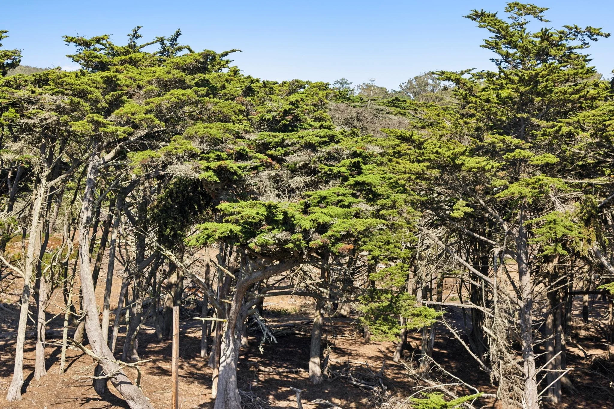 A dense forest of green, bushy trees with some older, twisted trees in the foreground. Clear blue sky above.