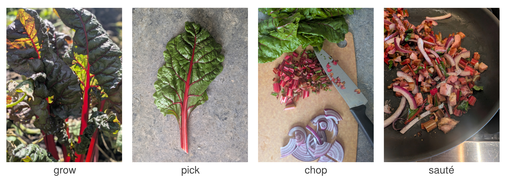 Red chard growing in the garden, freshly picked, chopped with red onion, and sautéed in a pan.