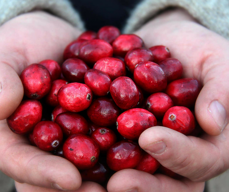 Bala Cranberry Festival 2026: dates, tickets, parking, shuttles and what to know