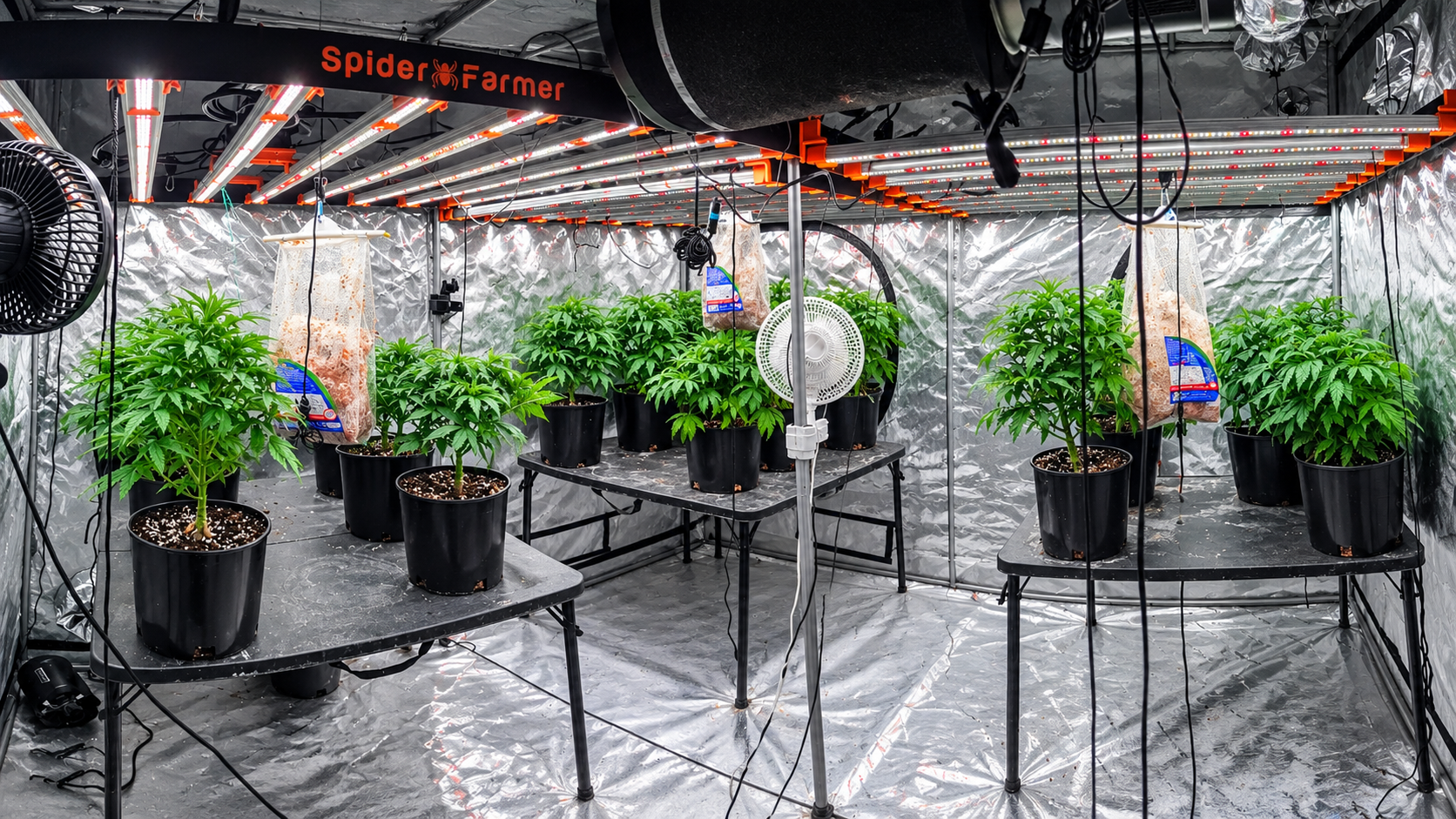 CBD flower Fargo