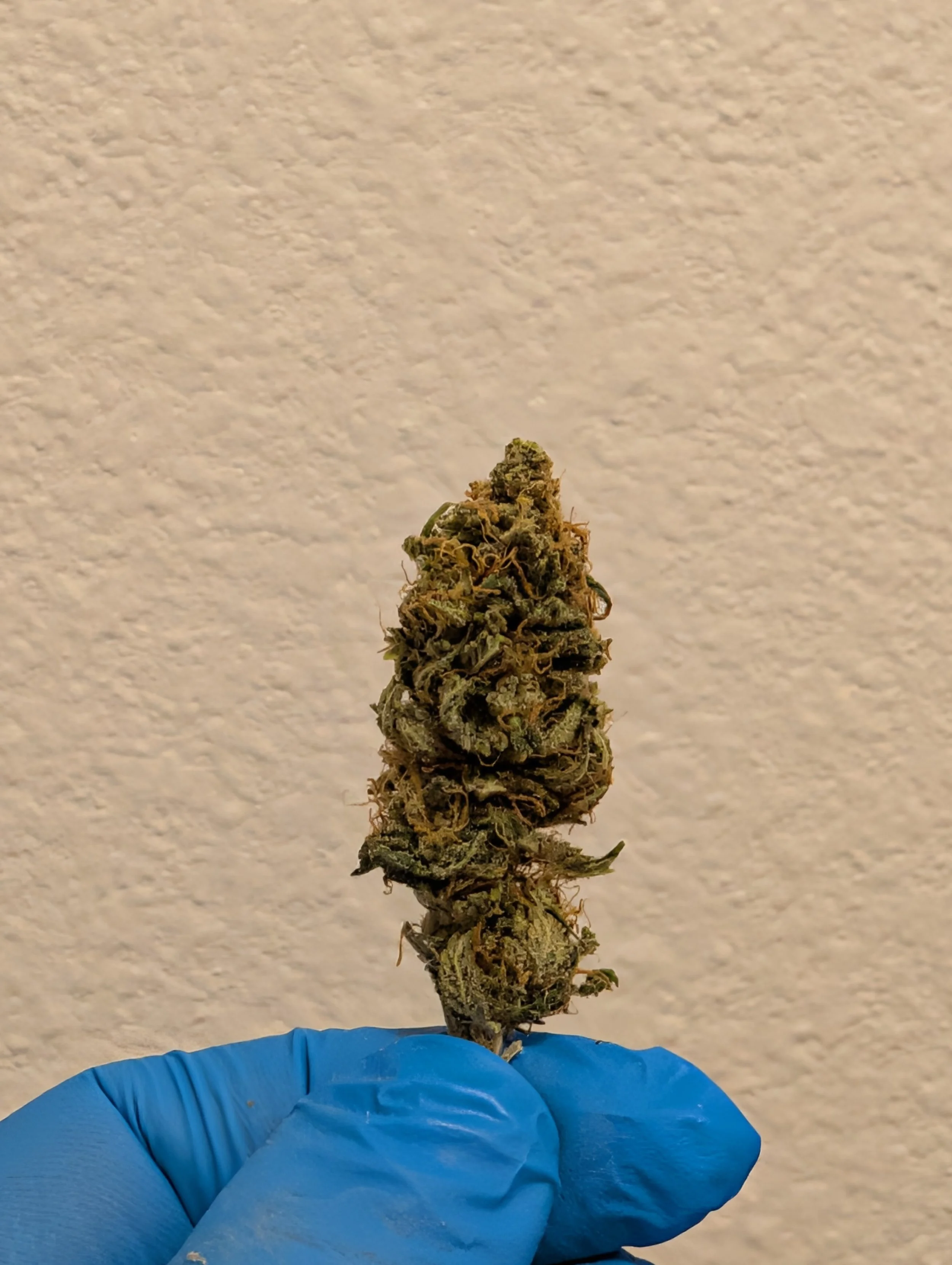 Sweet Critical
