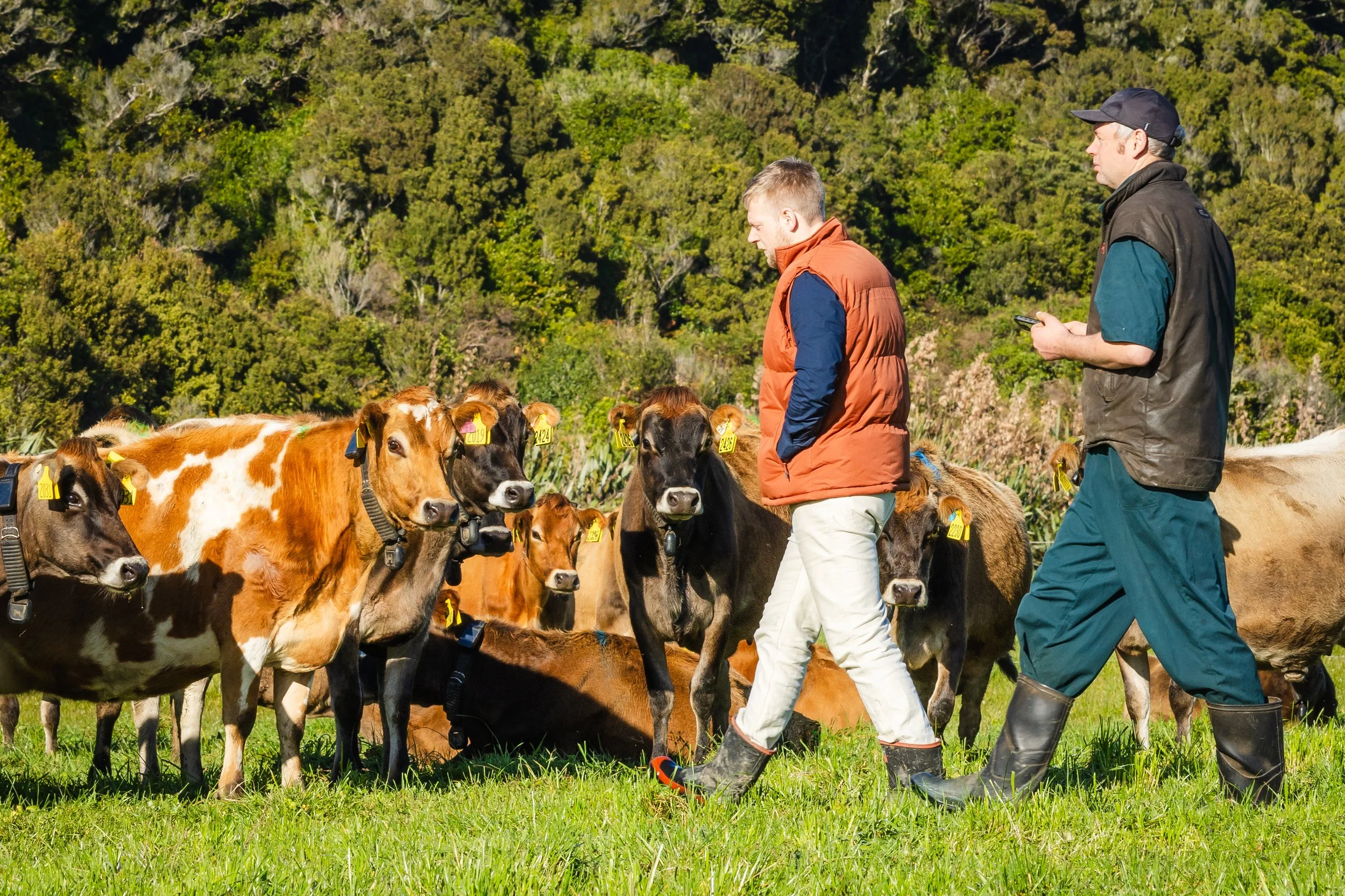 Two men in outdoor clothing are walking among a group of calves with yellow ear tags in a grassy field, with a backdrop of dense green trees.