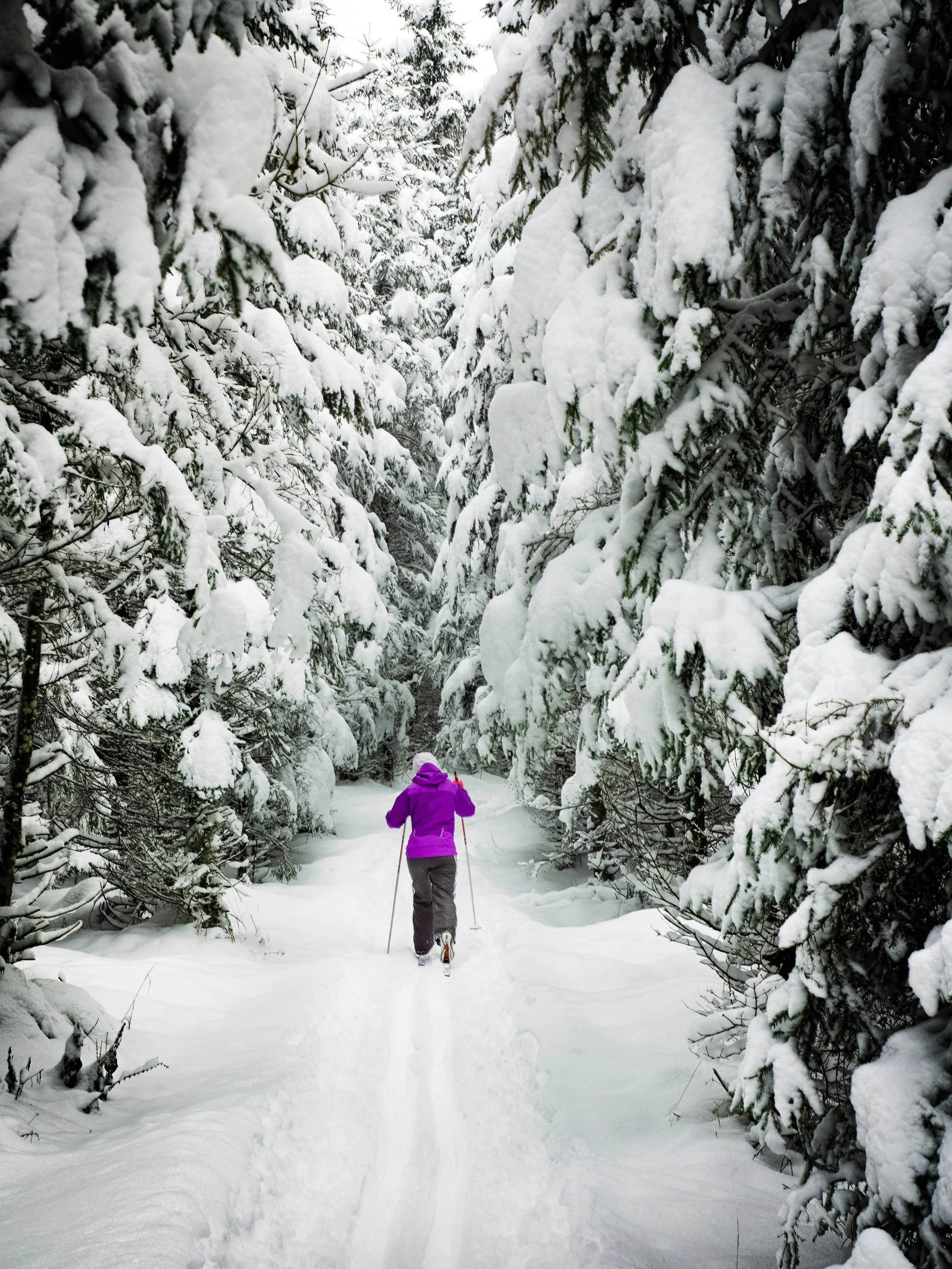 Cross-country skier on a snow-covered forest trail surrounded by evergreen trees in winter, illustrating outdoor recreation in the Catskills.