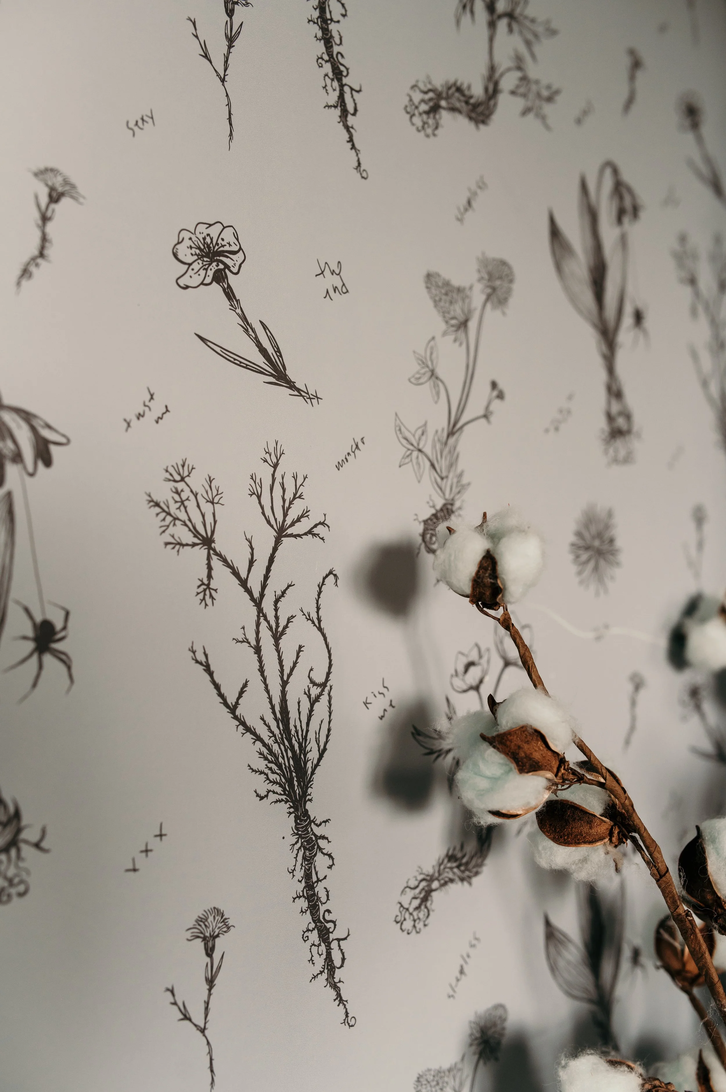 Close-up of cotton plant with white fluffy cotton bolls on a branch, placed on a white background with black botanical illustrations of various plants and handwritten labels.