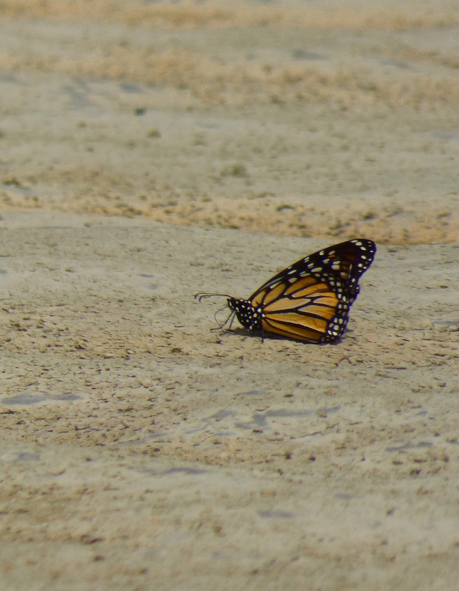 A butterfly with orange, black, and white wings resting on sandy ground.
