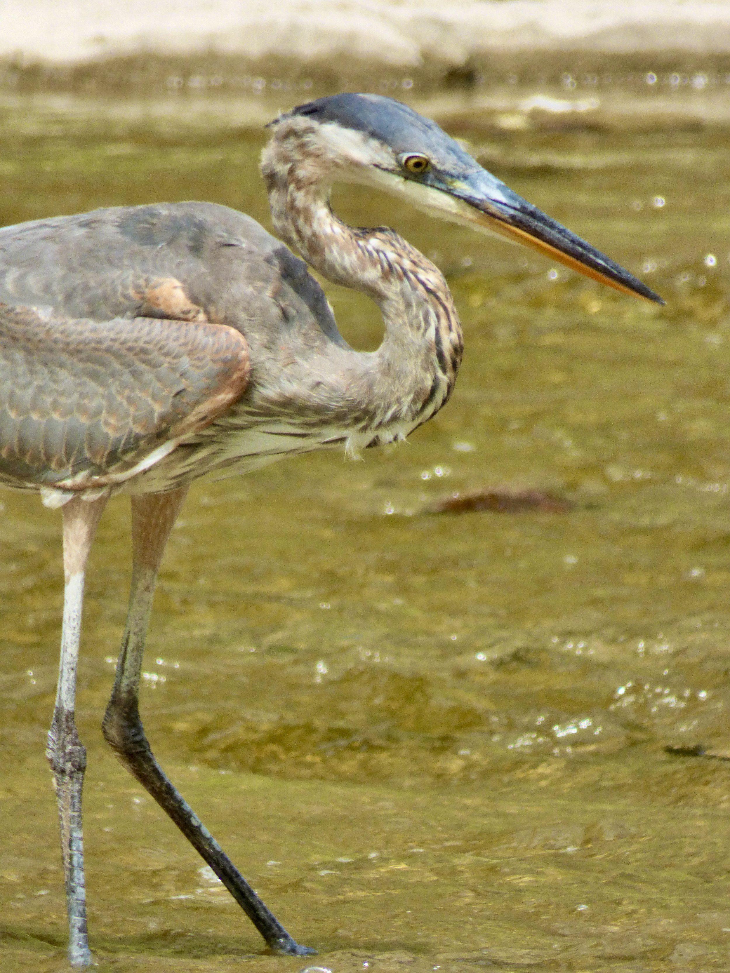 A heron standing in shallow water, with a long neck and beak, and grey and brown feathers.