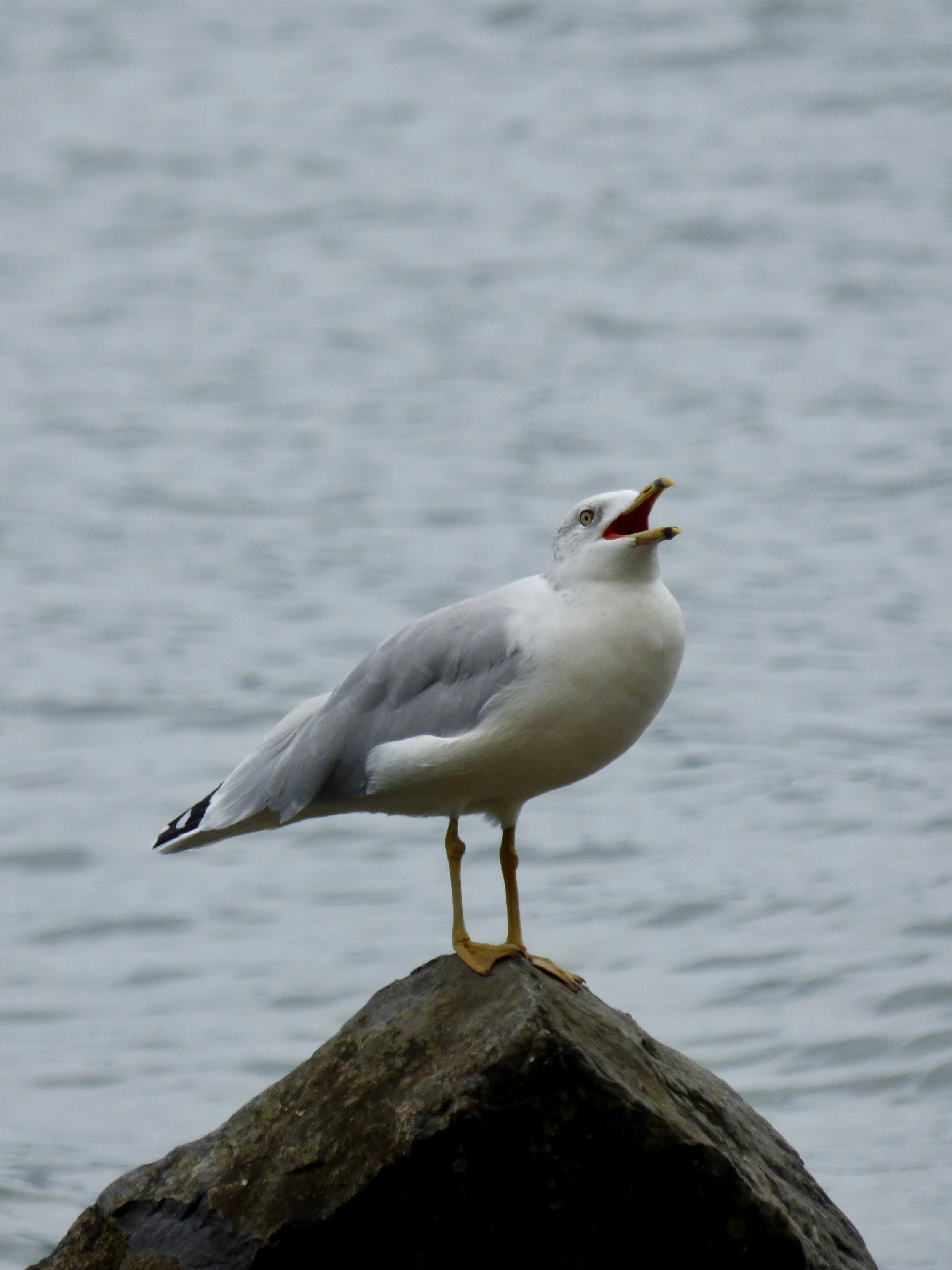 A seagull standing on a rock by the water with its beak open.
