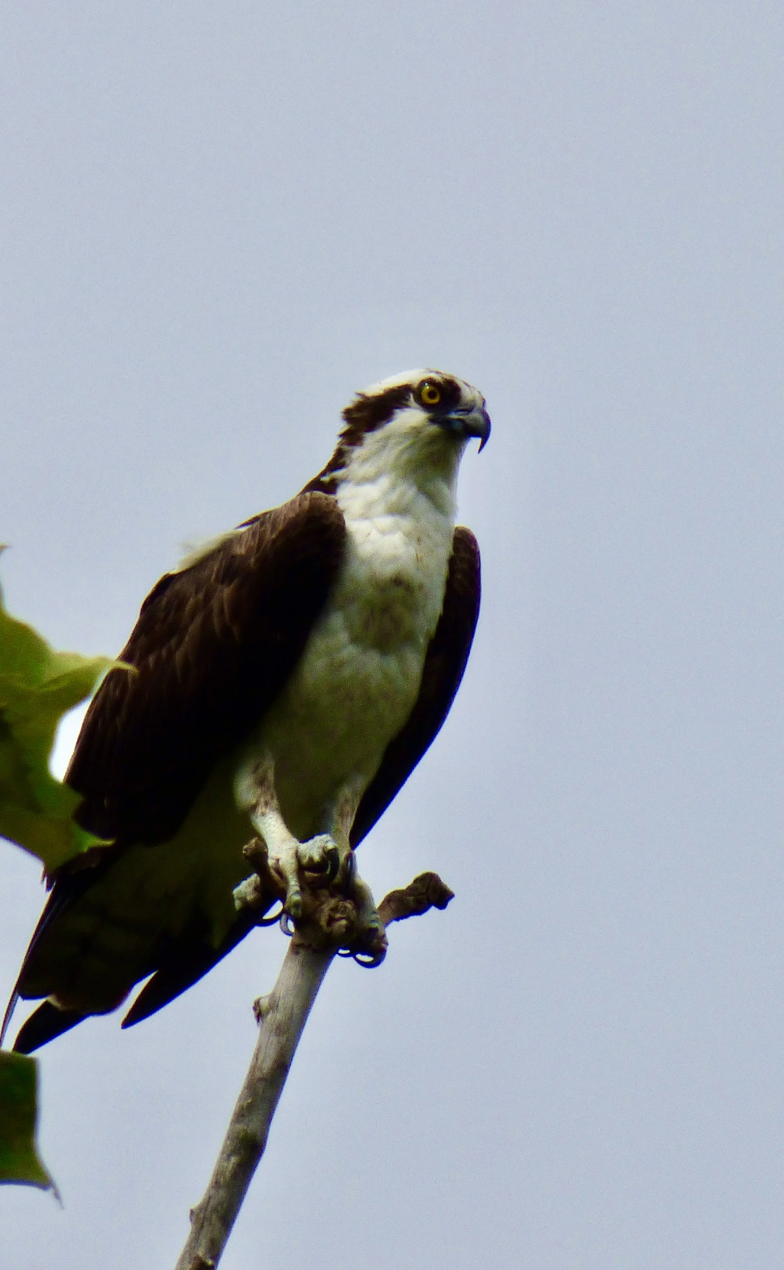 An osprey perched on a branch, facing to the right, with a partly cloudy sky background.