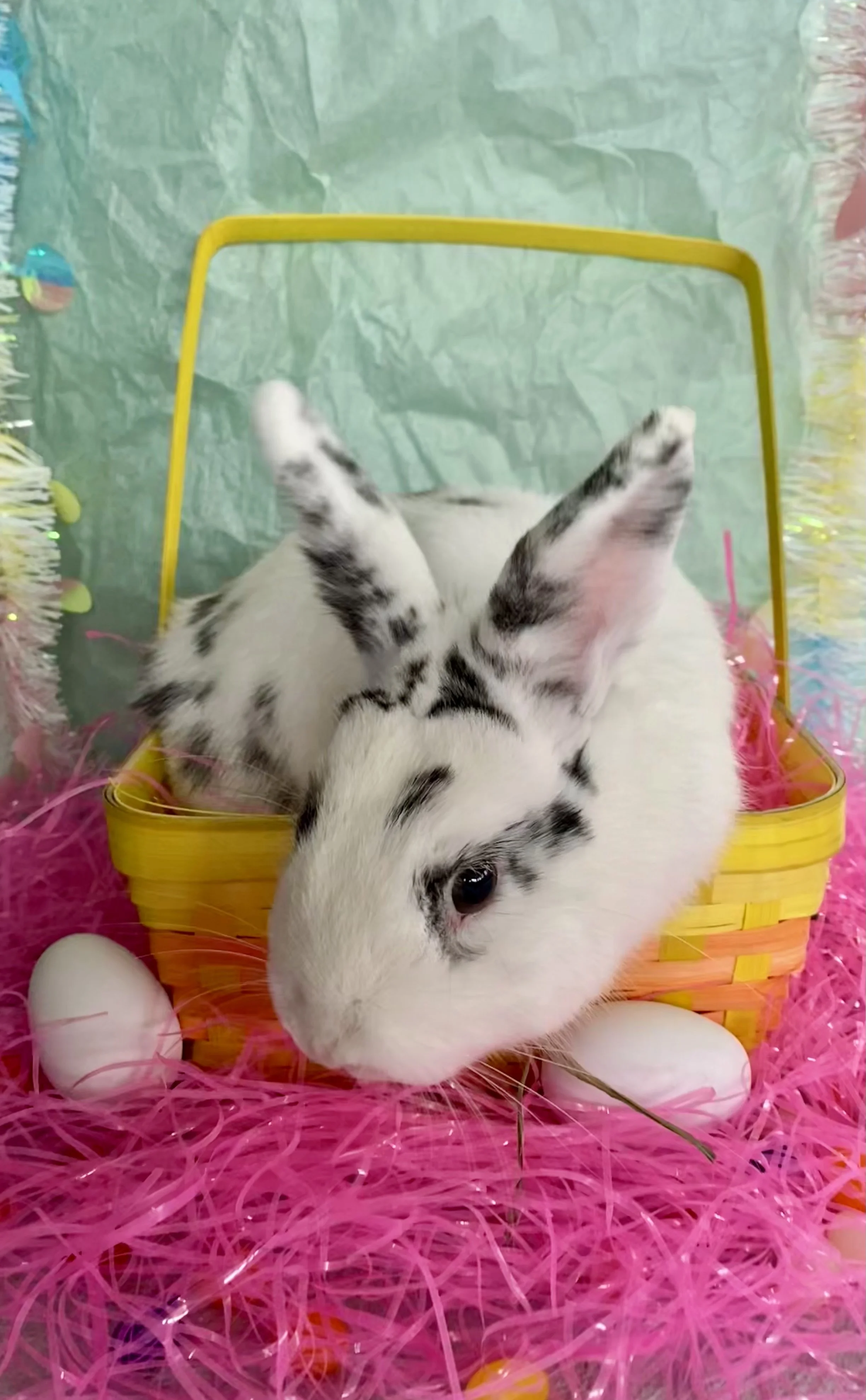 A white and black-spotted bunny lying on a bed of pink plastic grass inside a yellow basket, with colorful Easter eggs surrounding it.