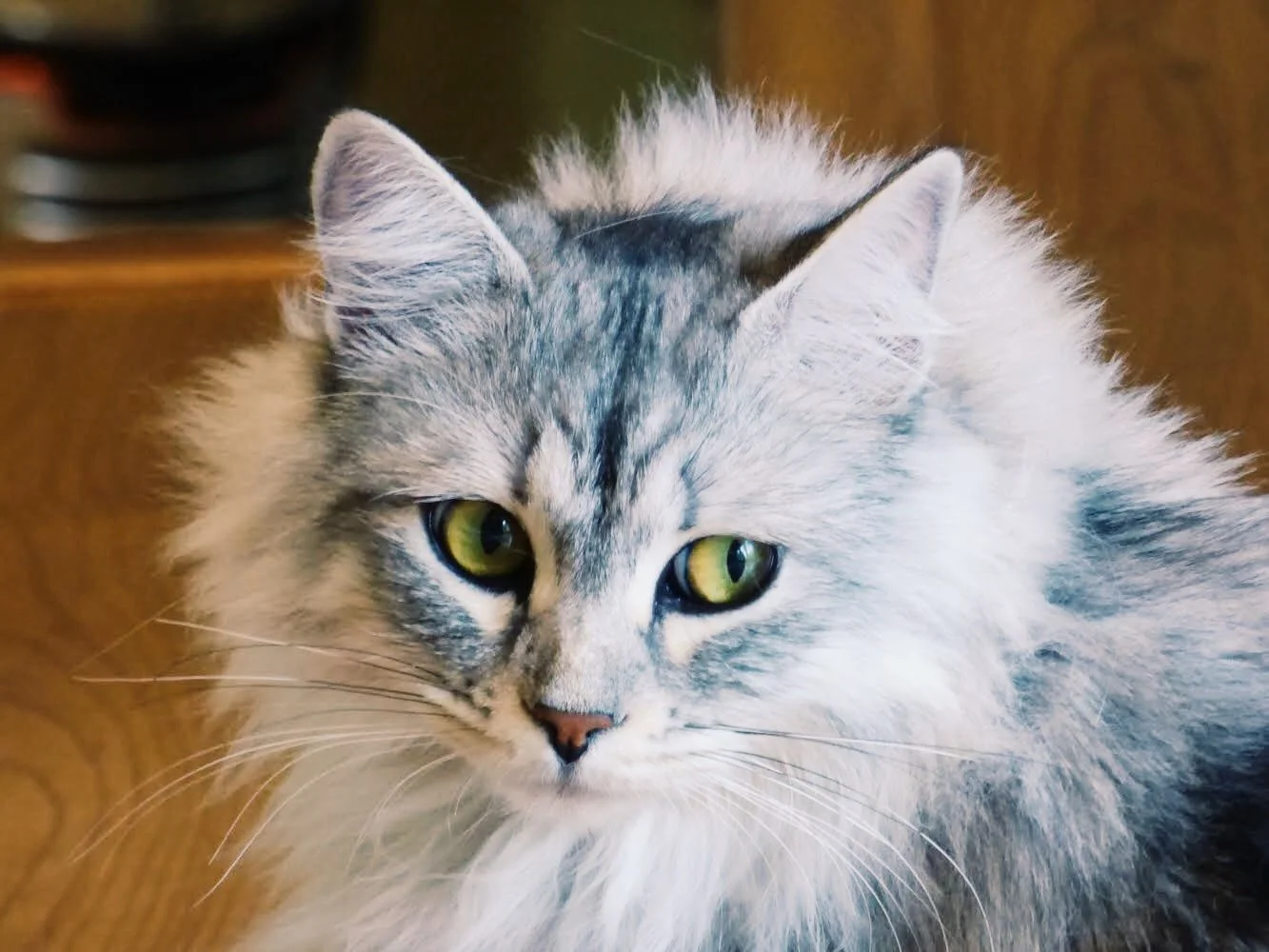 Close-up of a long-haired gray and white cat with green eyes.