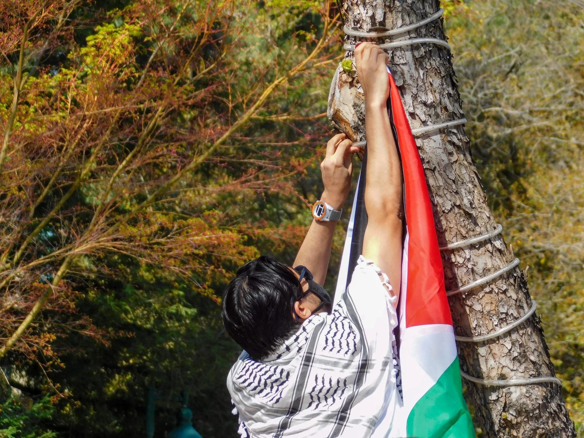  Sacramento State students and community wore scarves and hung flags on the trees in the library quad Tuesday, March 11, 2025. Protesters united in support of the rights of student protesters. (photo by Kai Arellano) 
