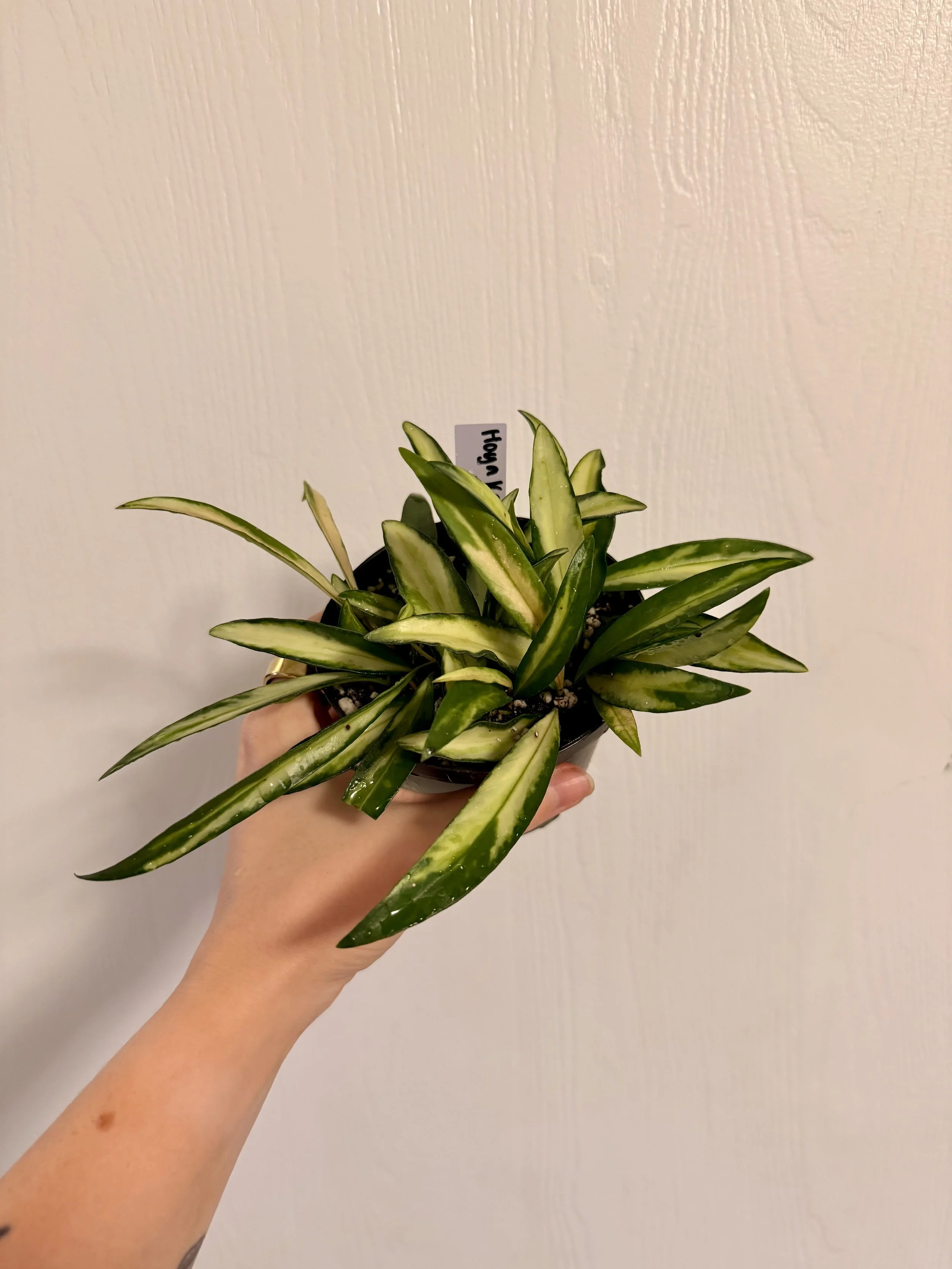 Hoya "Kentiana" Variegated - 4"