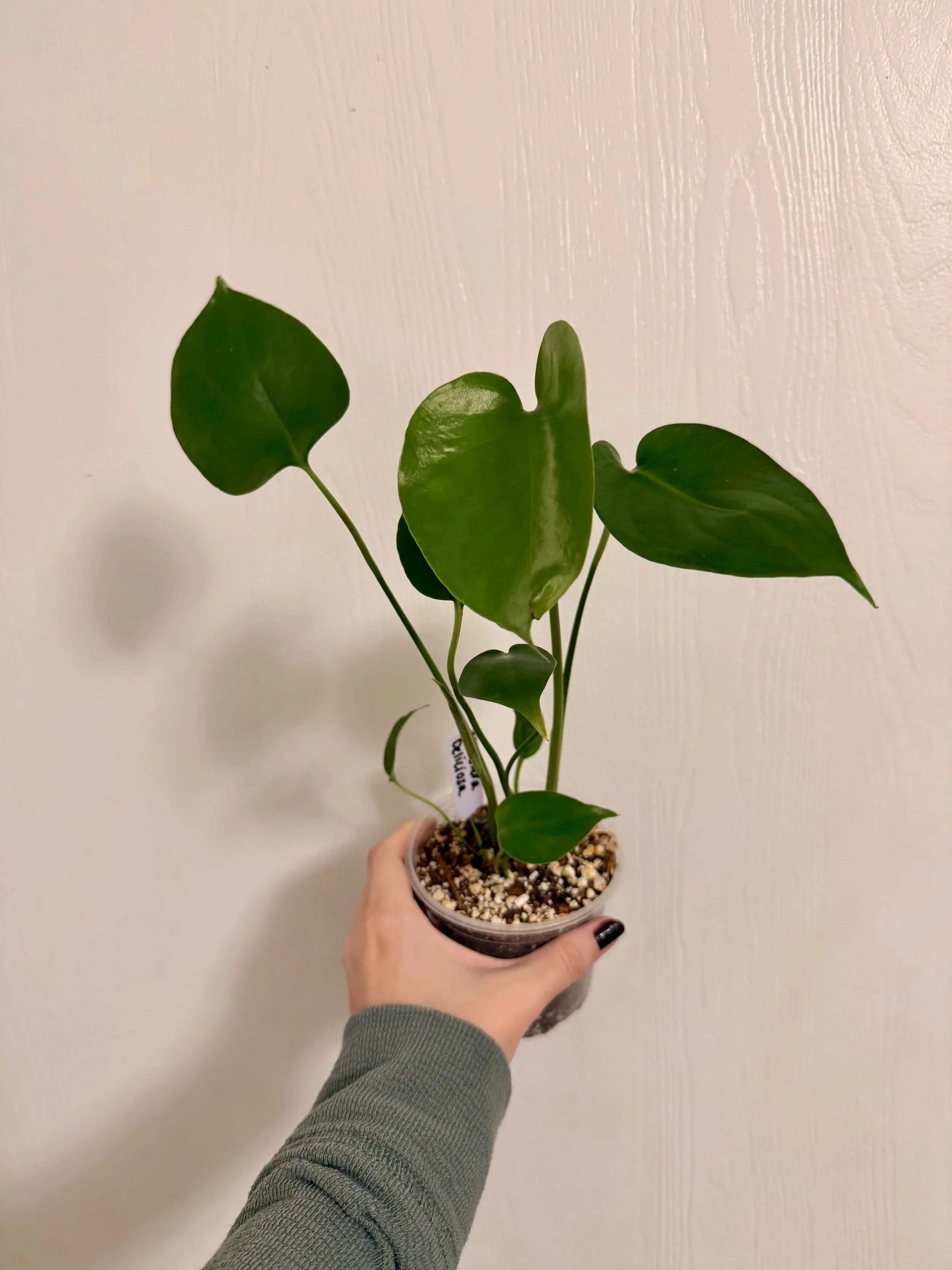 Monstera Deliciosa - 4"