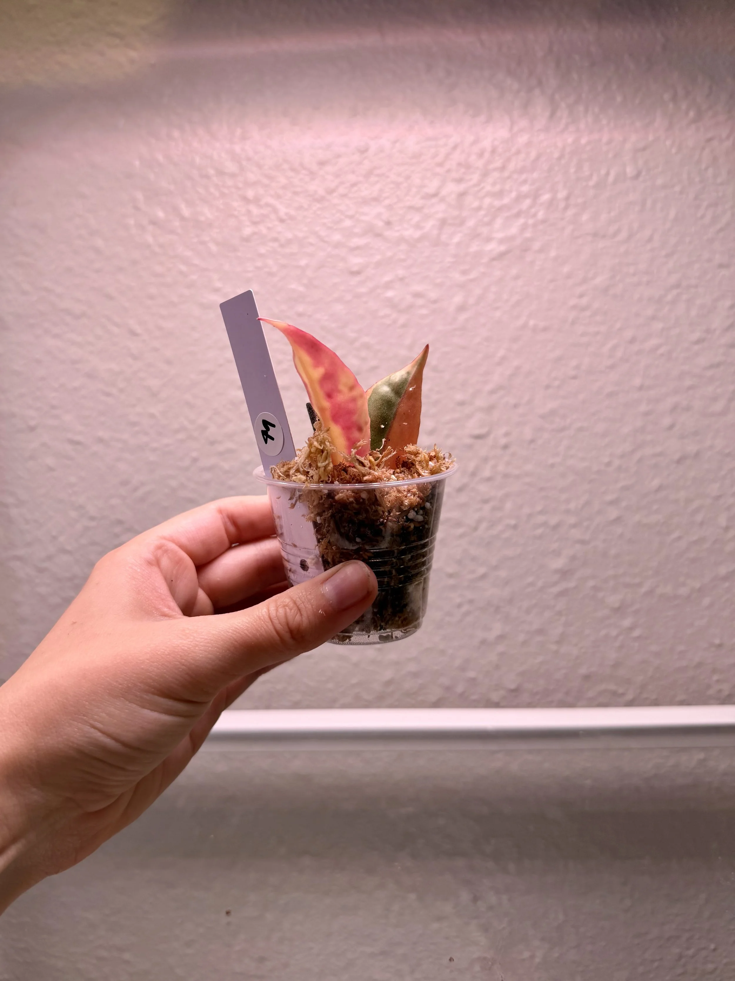 IMG_5886.jpeg