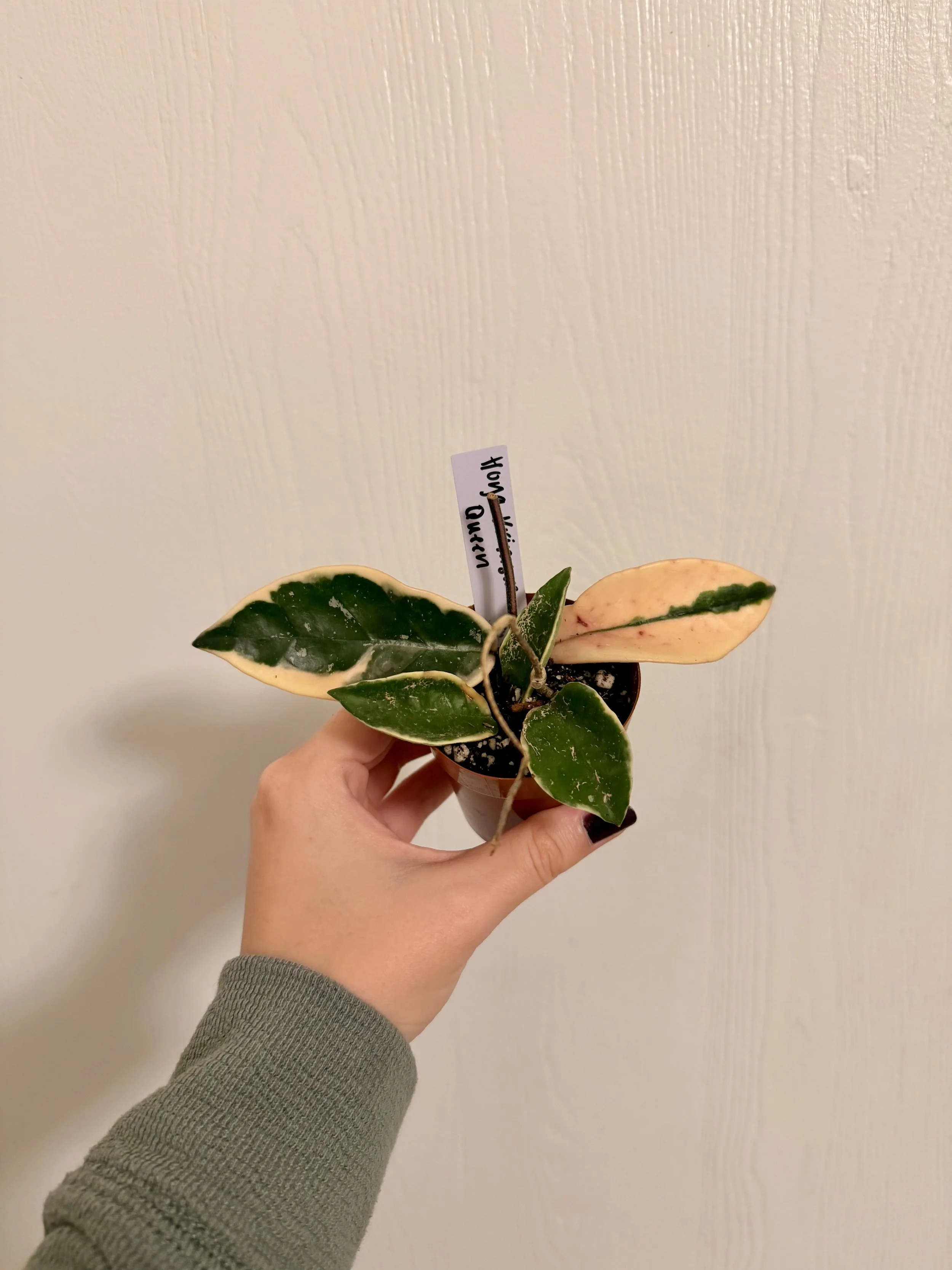 Hoya Krimson Queen - 2" Starter