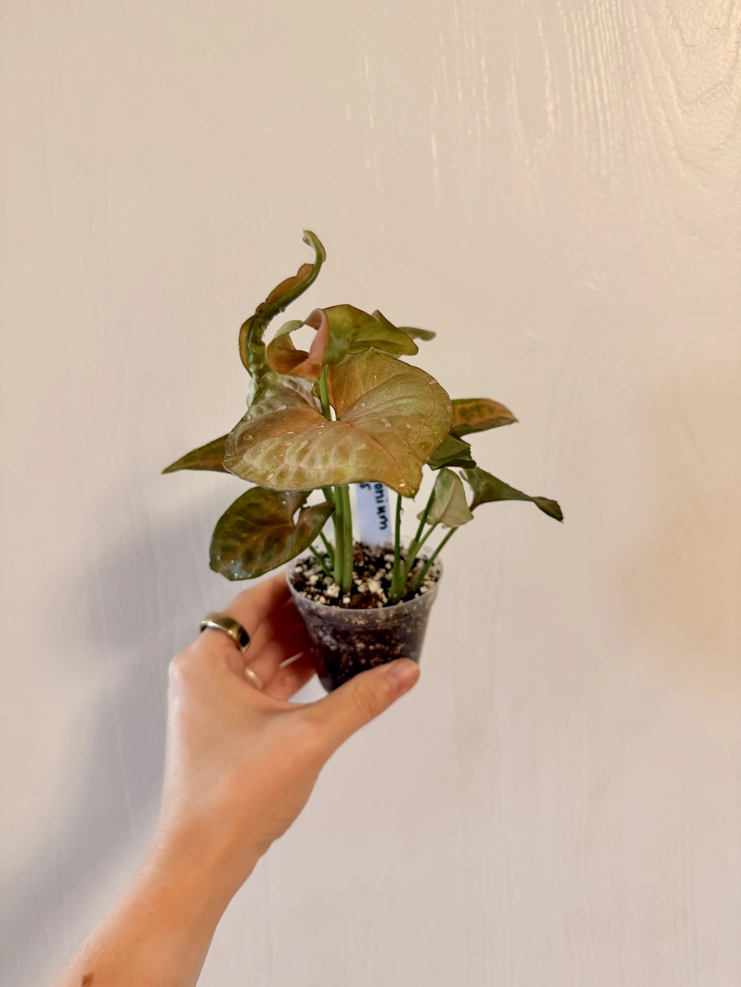 Syngonium Neon Robusta - 2" Starter