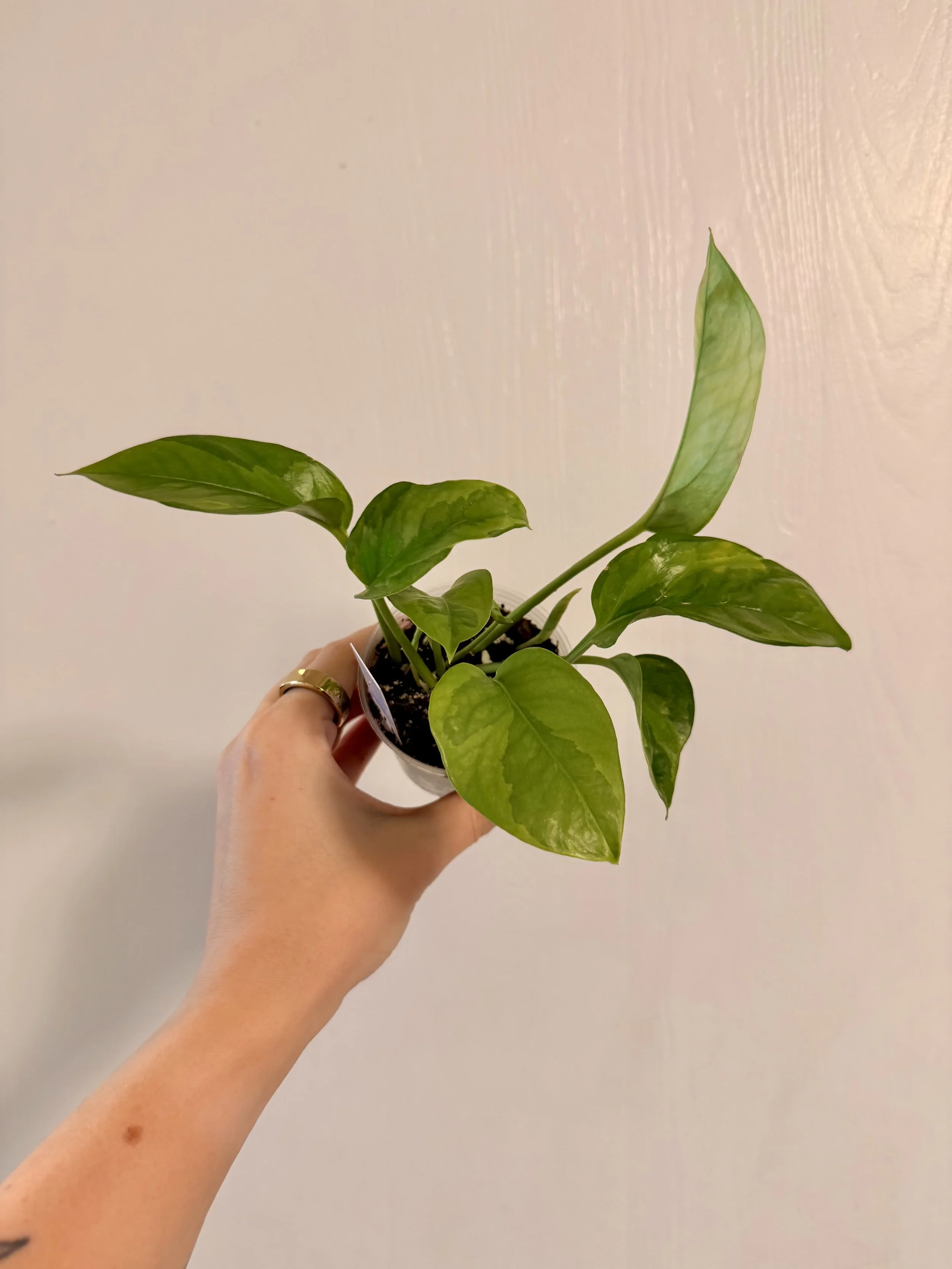 Global Green Pothos - 3" Starter