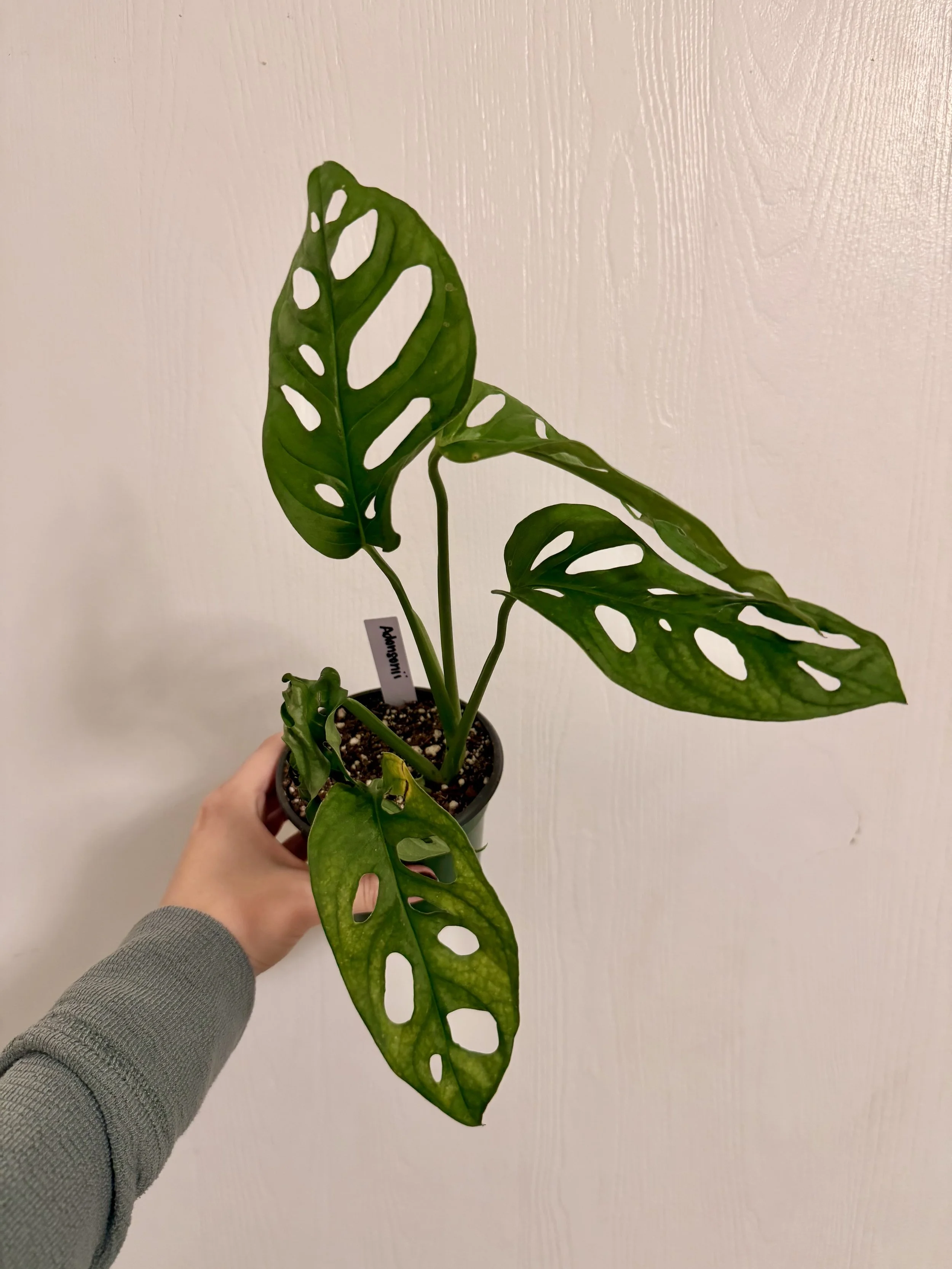 Swiss Cheese Plant - 4"