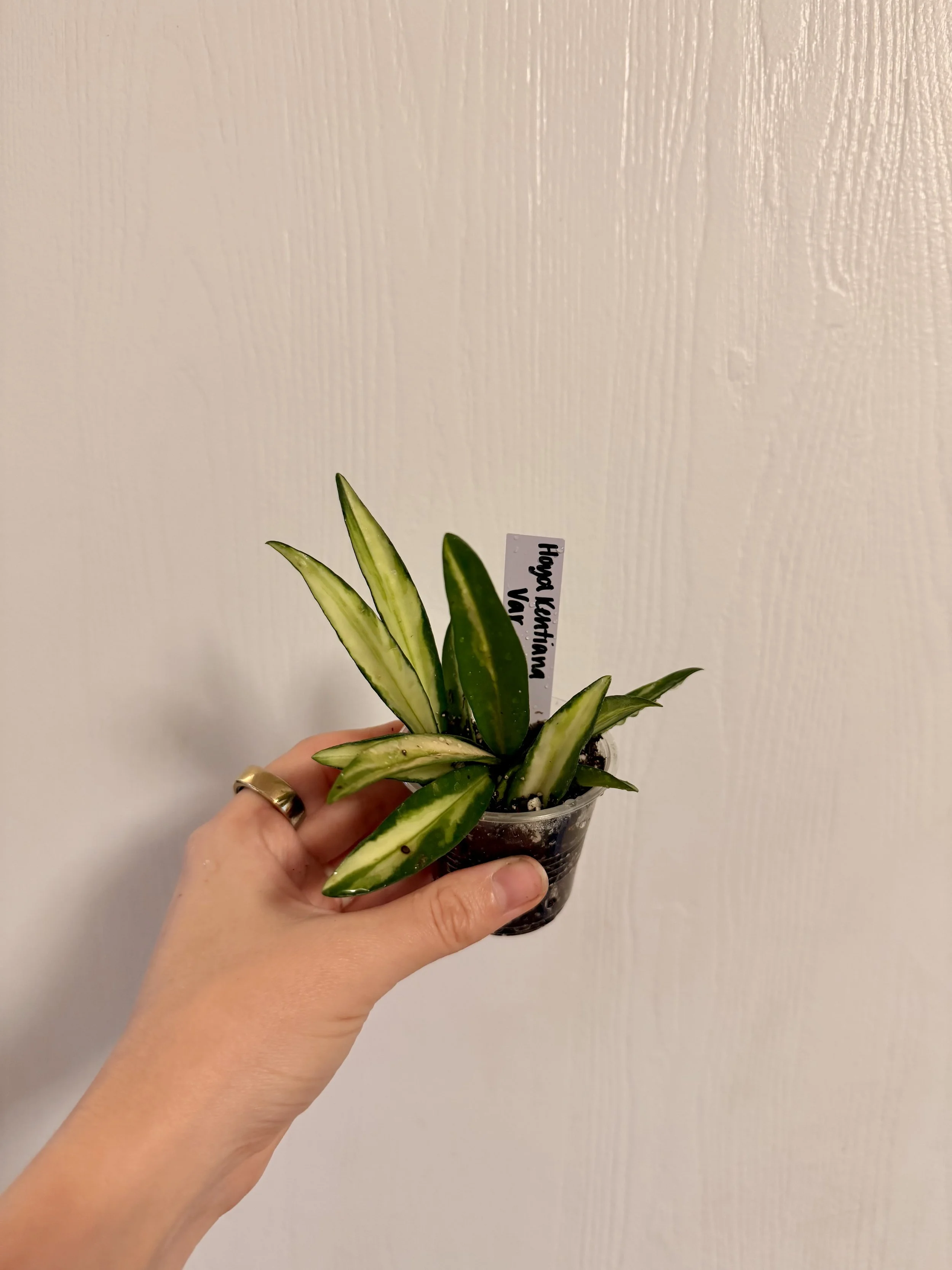 Hoya "Kentiana" Variegated - 2"