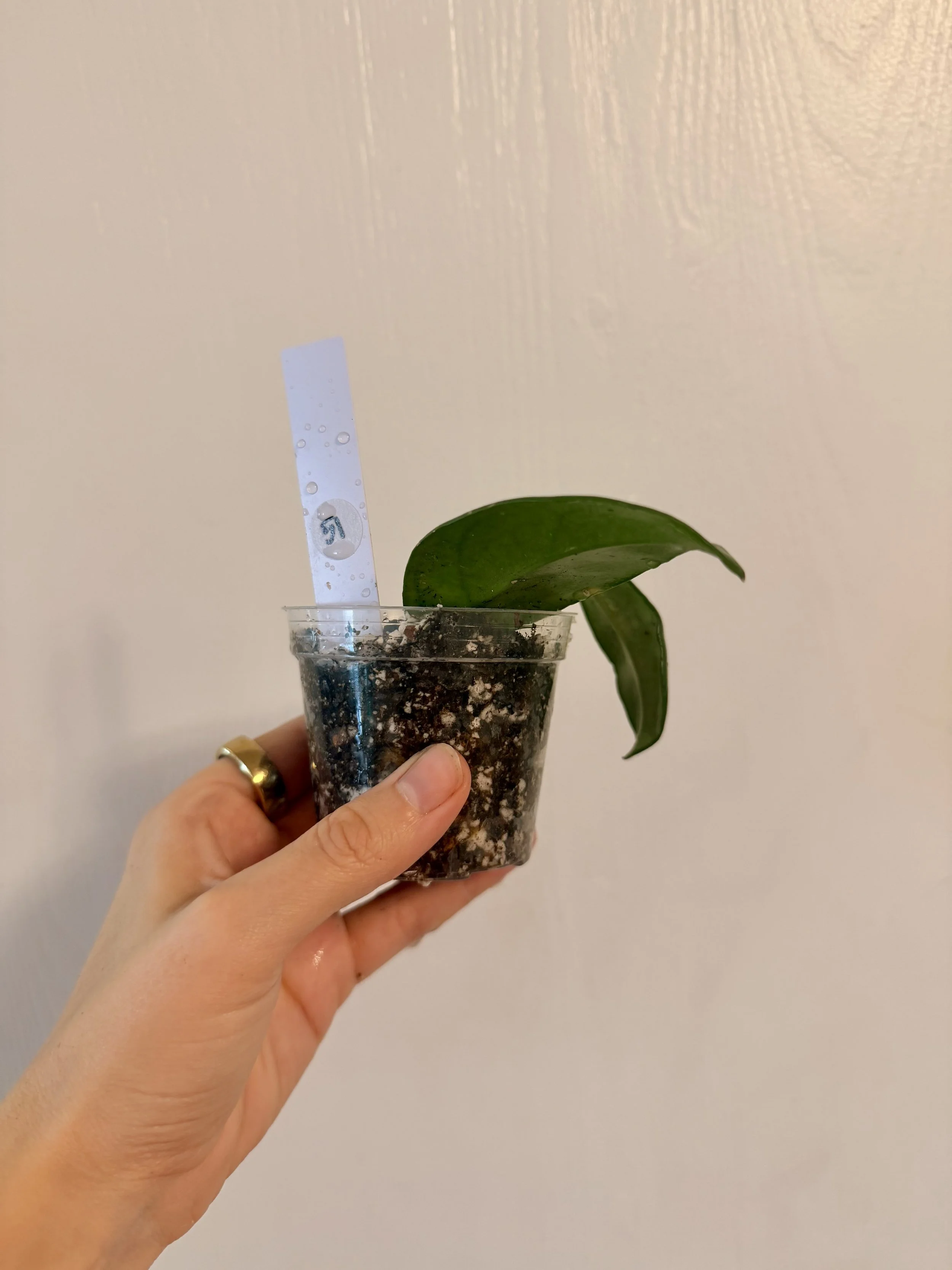 Hoya Carnosa - 2" Rooted