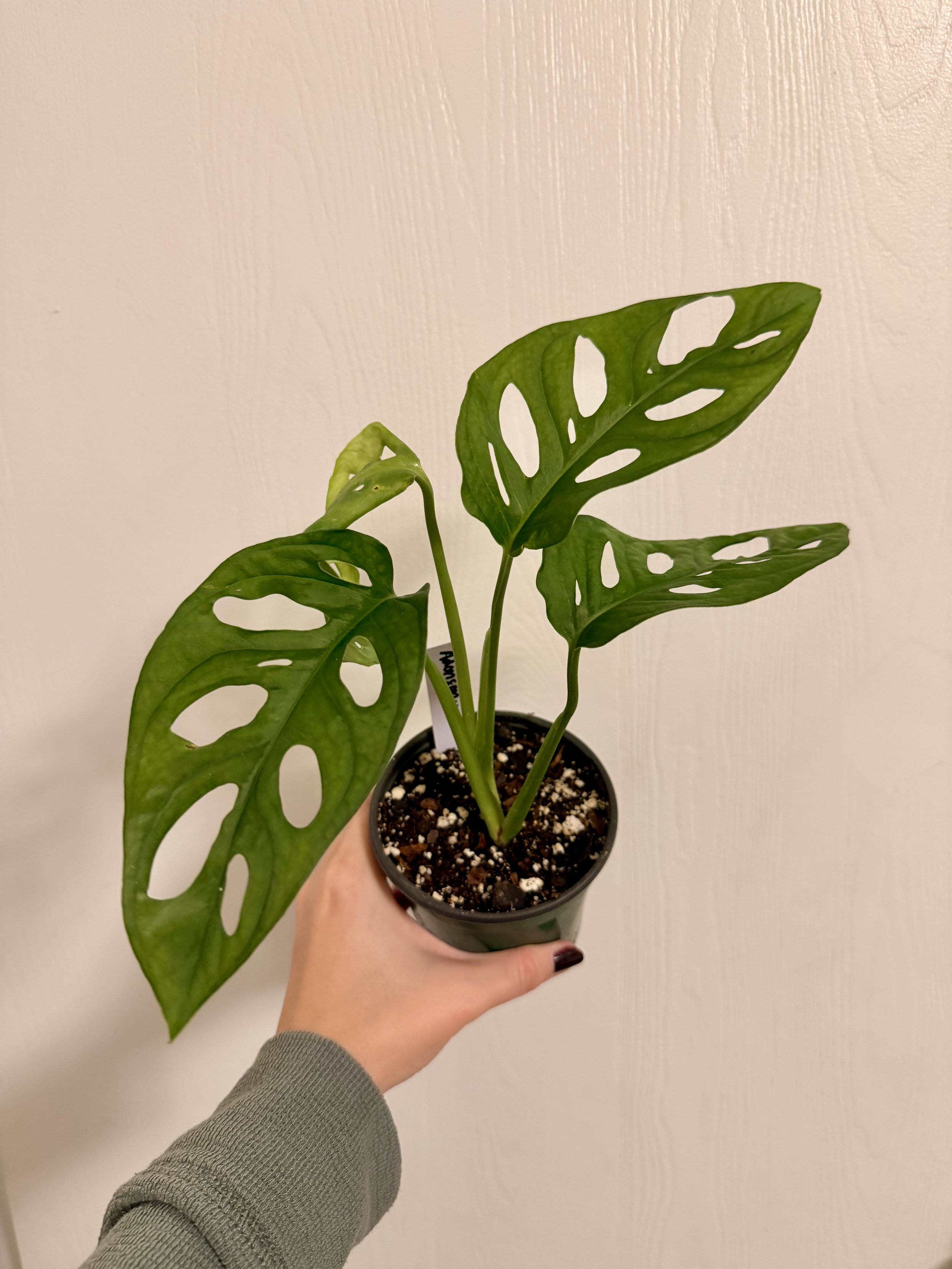 Swiss Cheese Plant - 4"
