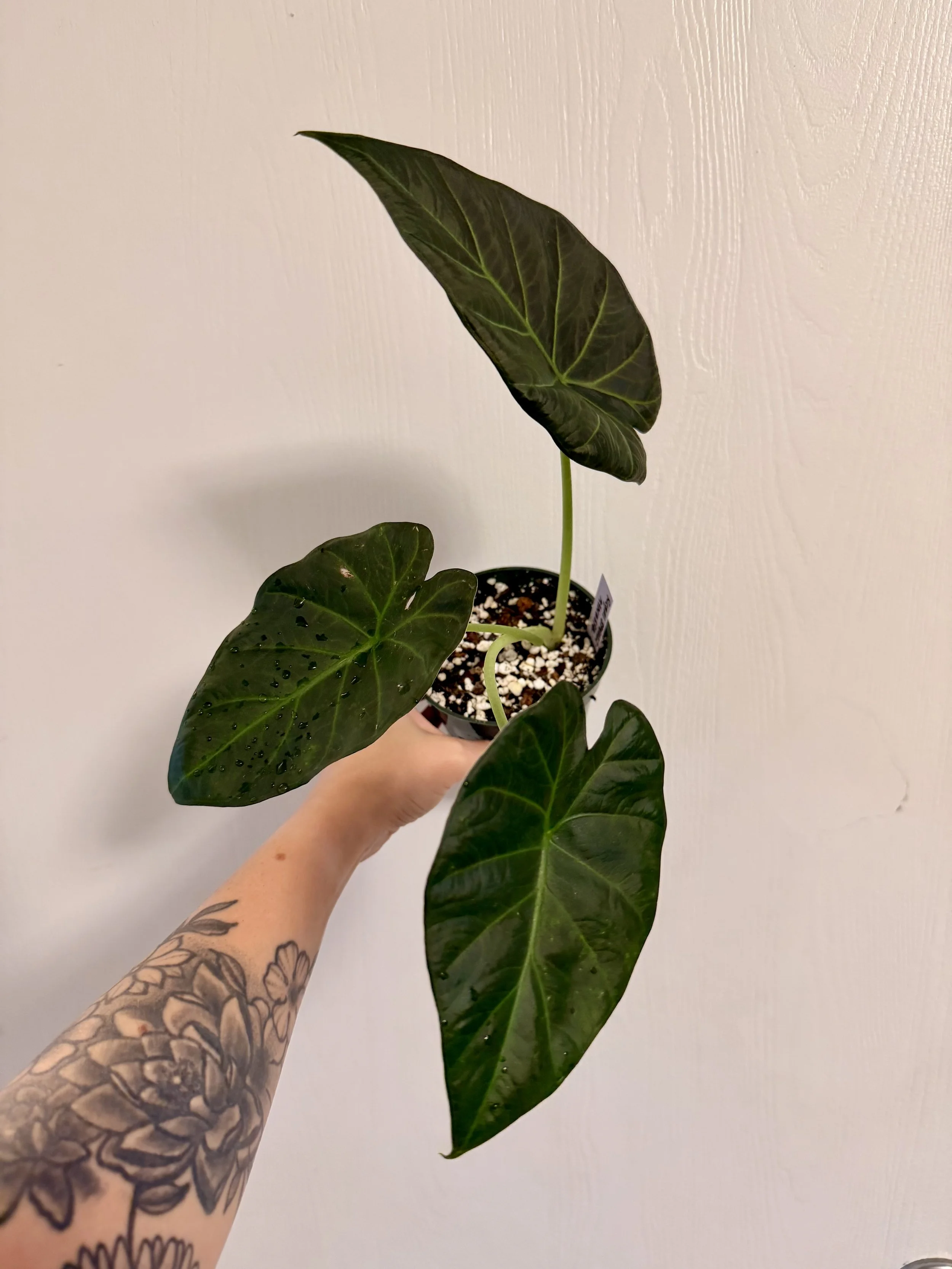 Alocasia Regal Shield -4"