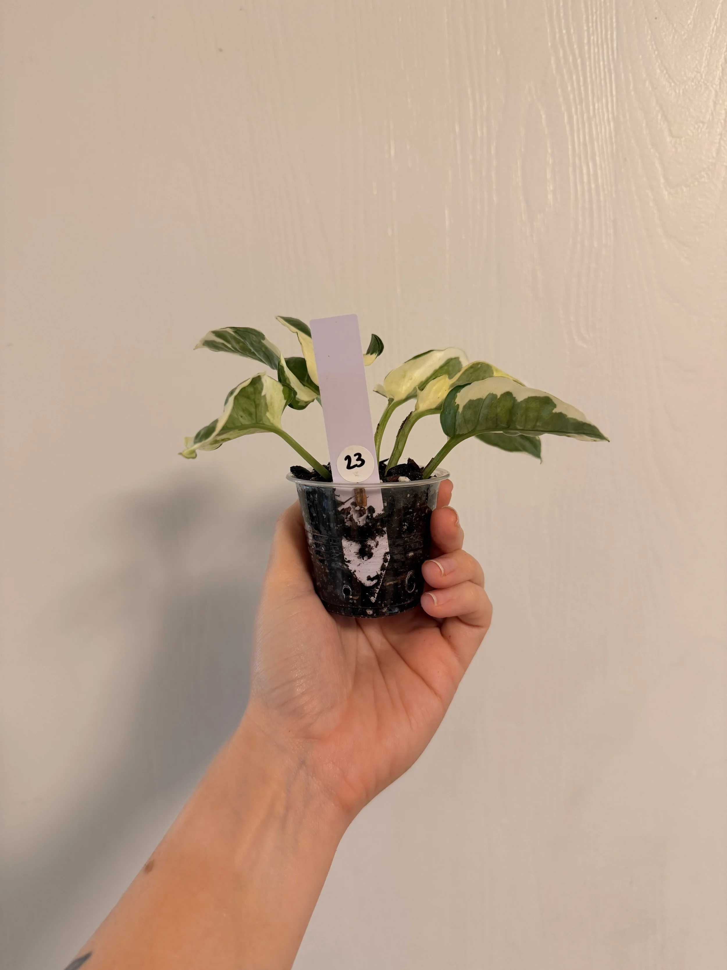 Pothos N'Joy - 2" Starter
