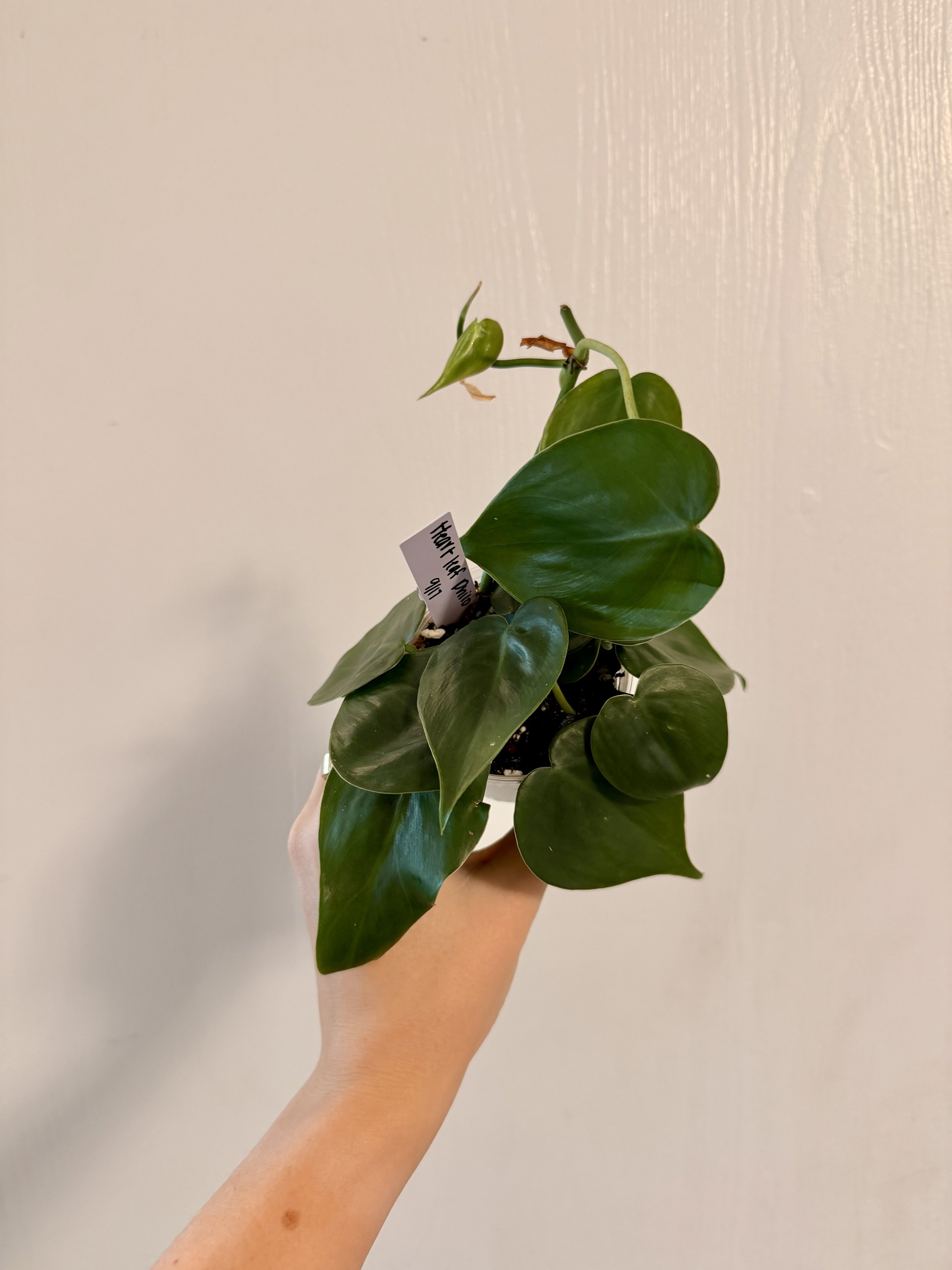 Heart-Leaf Philodendron - 3" Starter