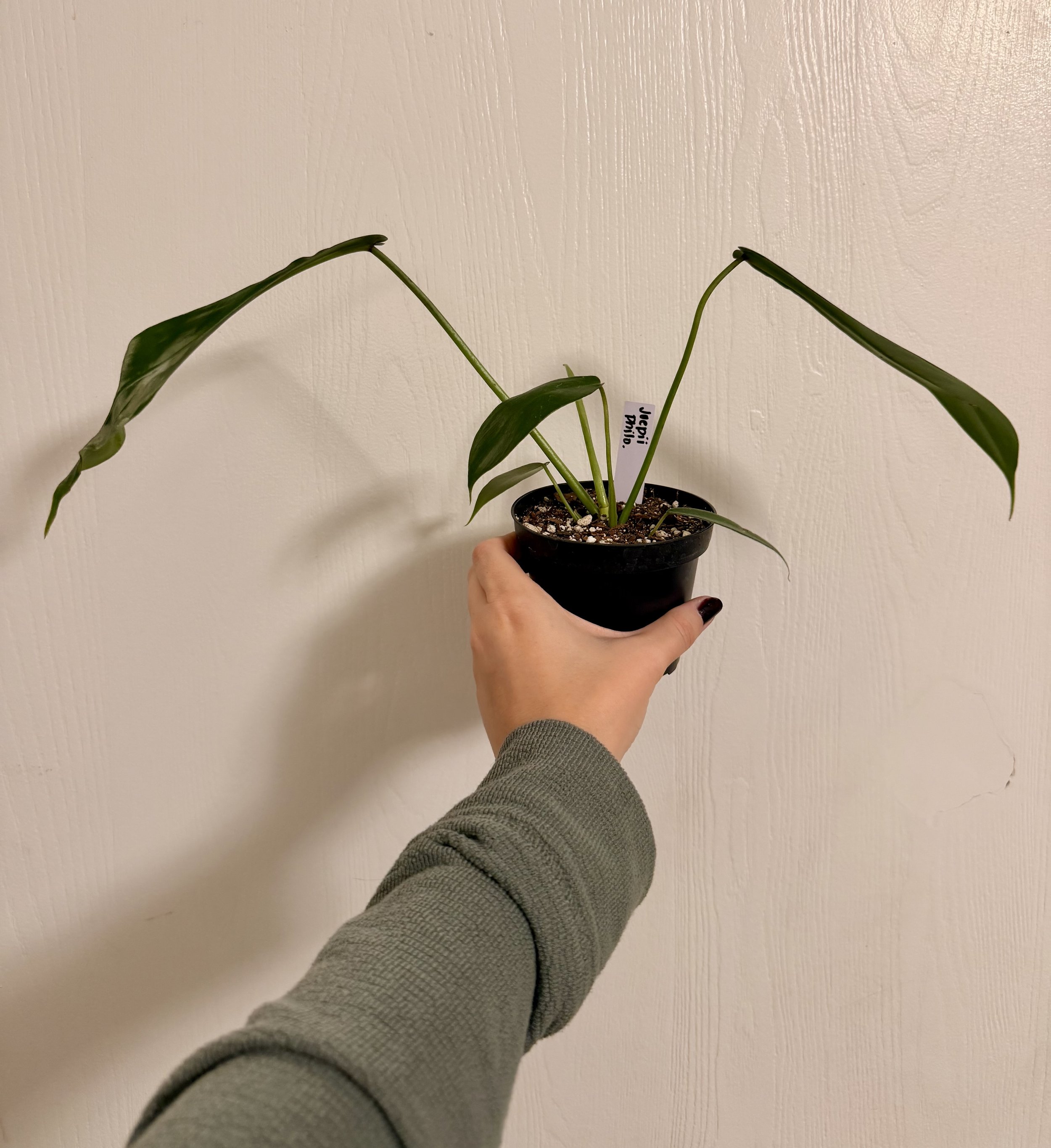 Philodendron Joepii - 4"