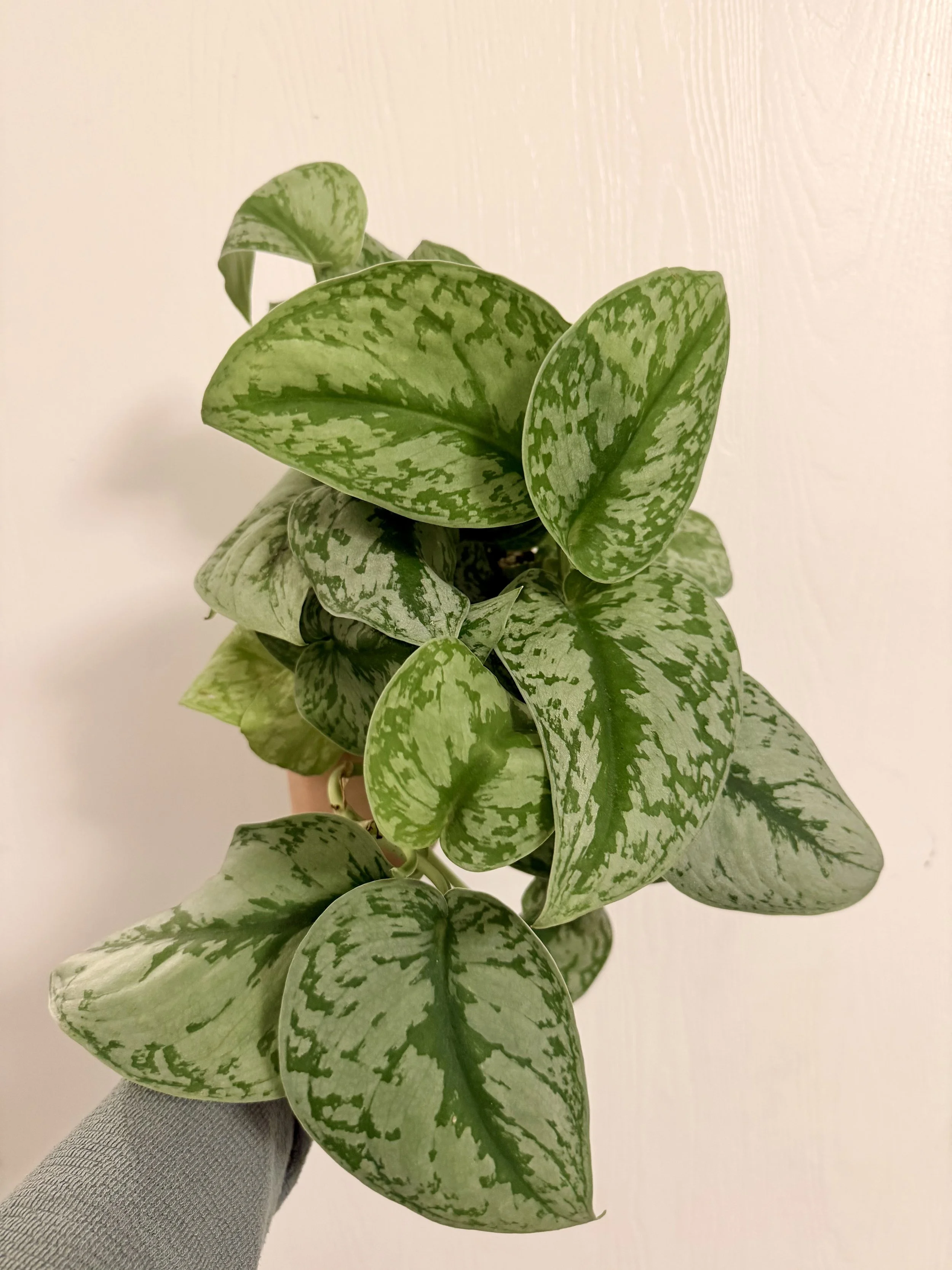 Scindapsus "Pictus Exotica" - 4"