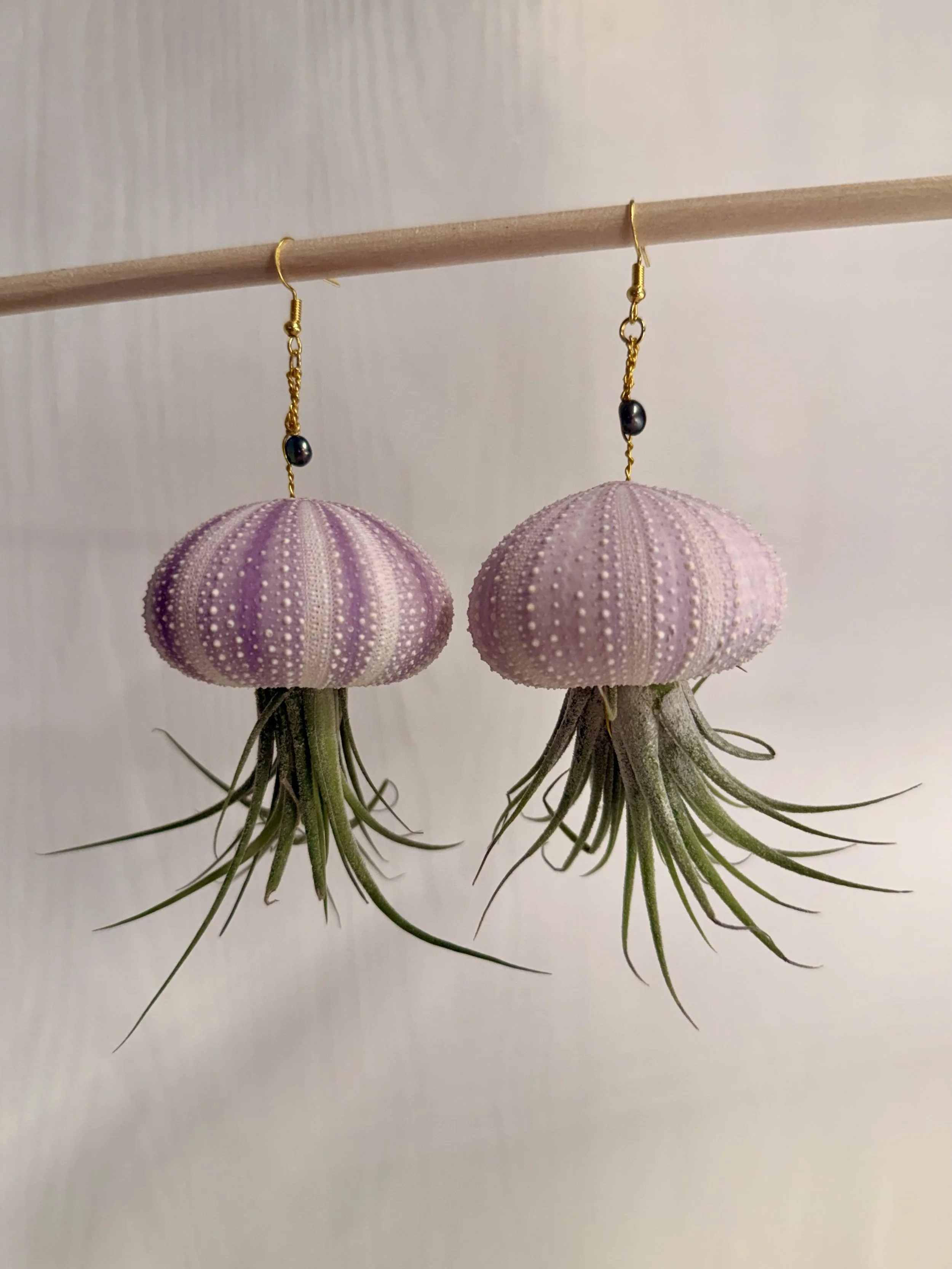 Tillandsia Air Plant Earrings (B)