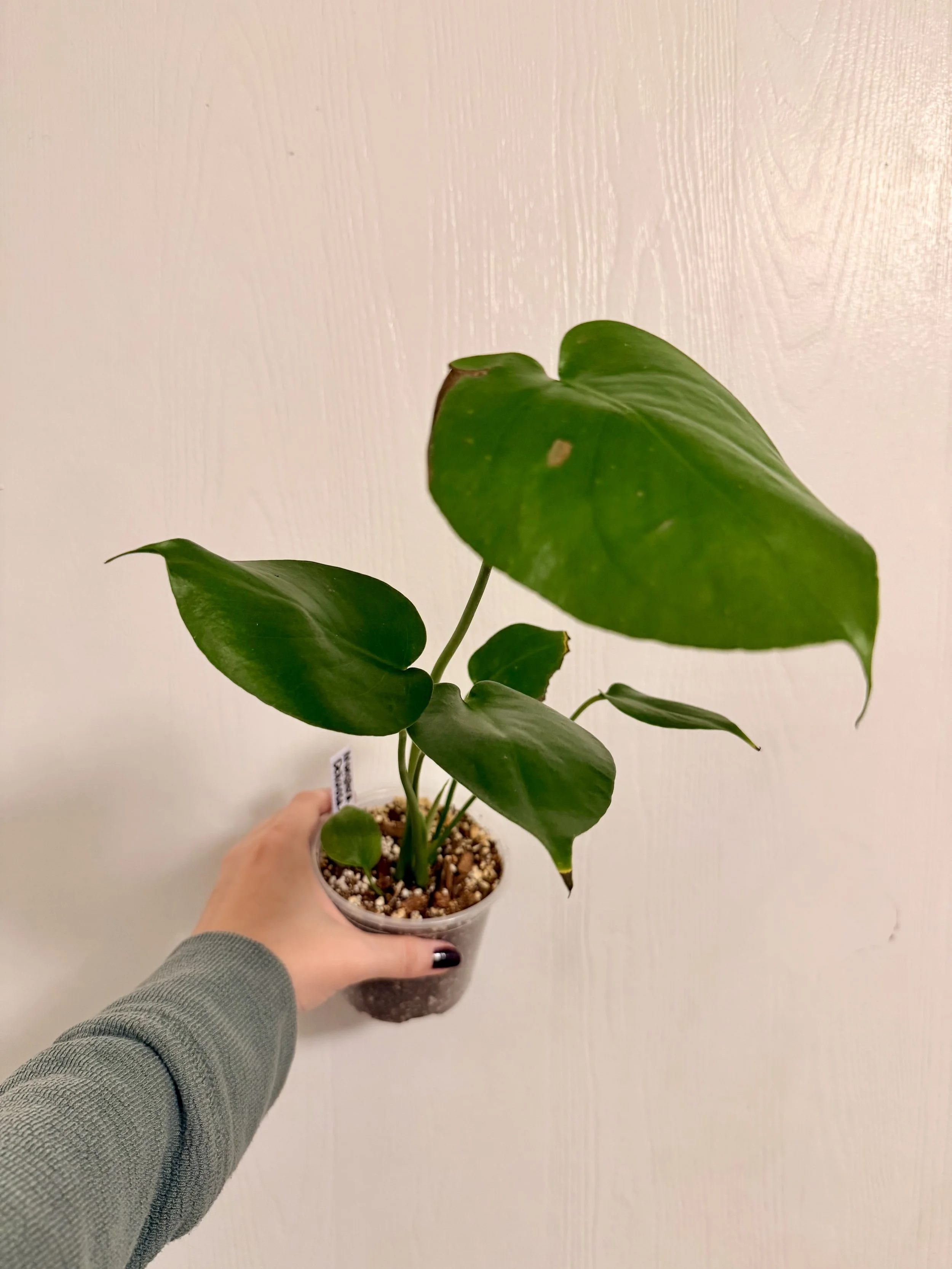 Monstera Deliciosa - 4"