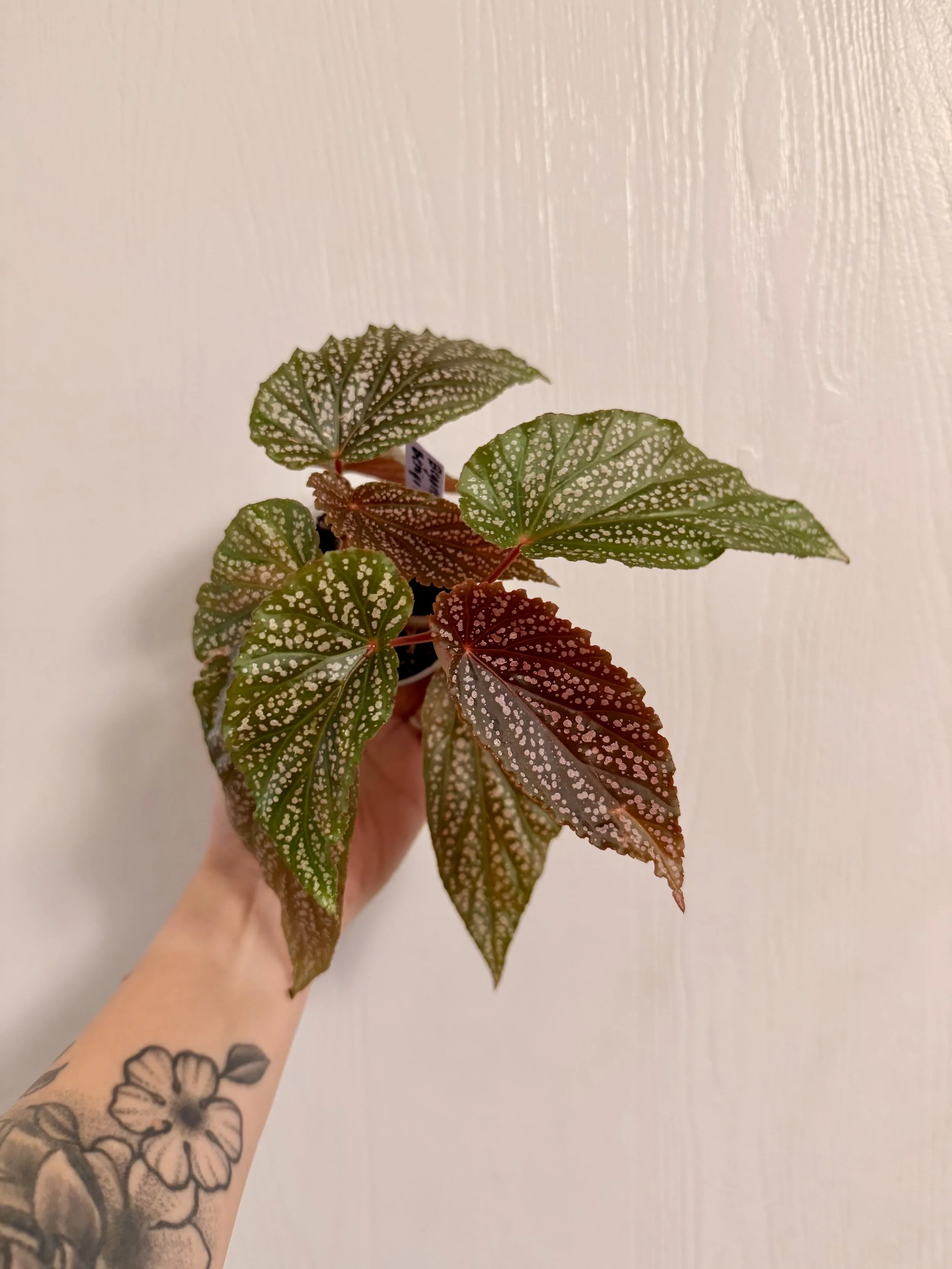 Begonia Benigo Pink - 2"