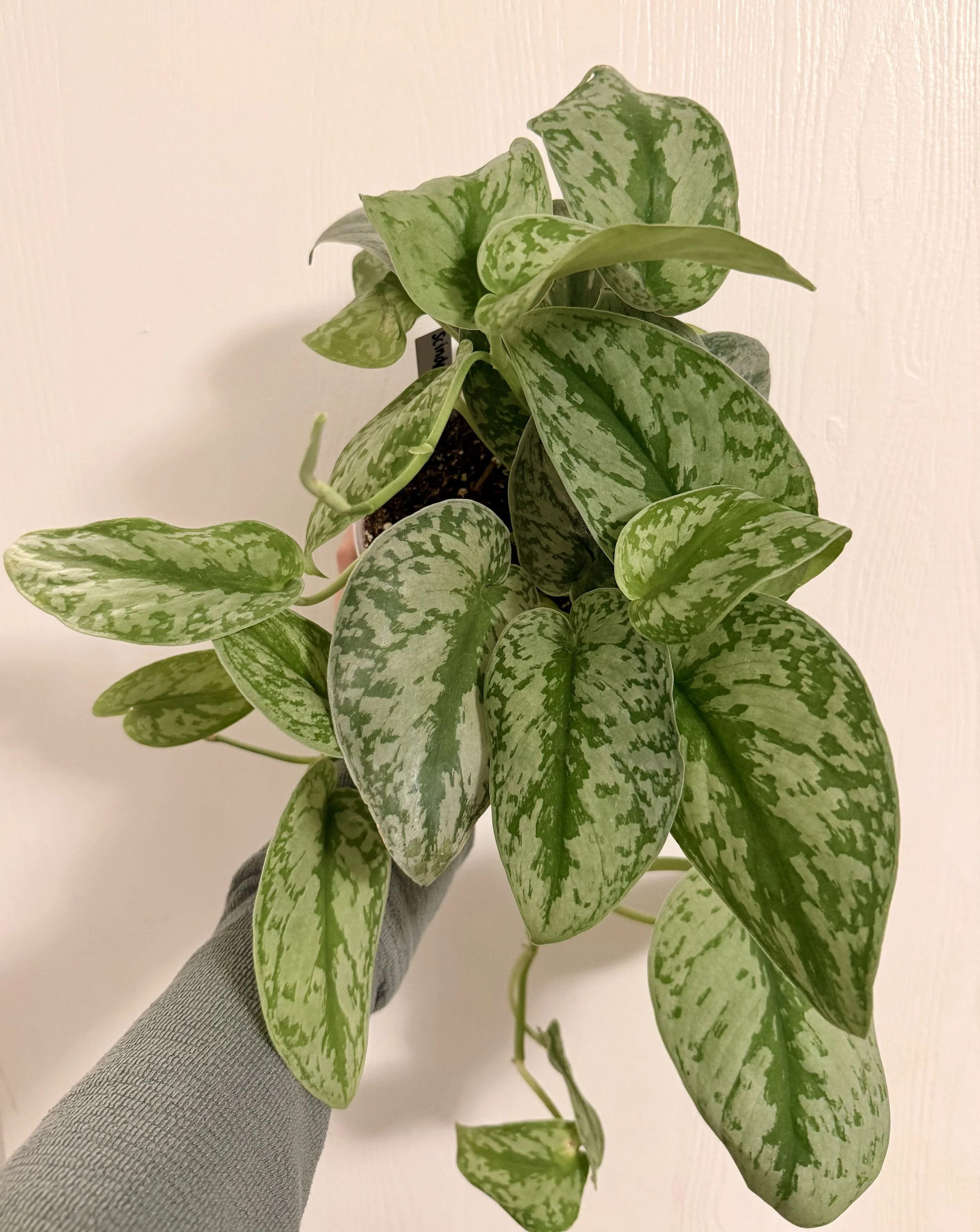 Scindapsus "Pictus Exotica" - 6"