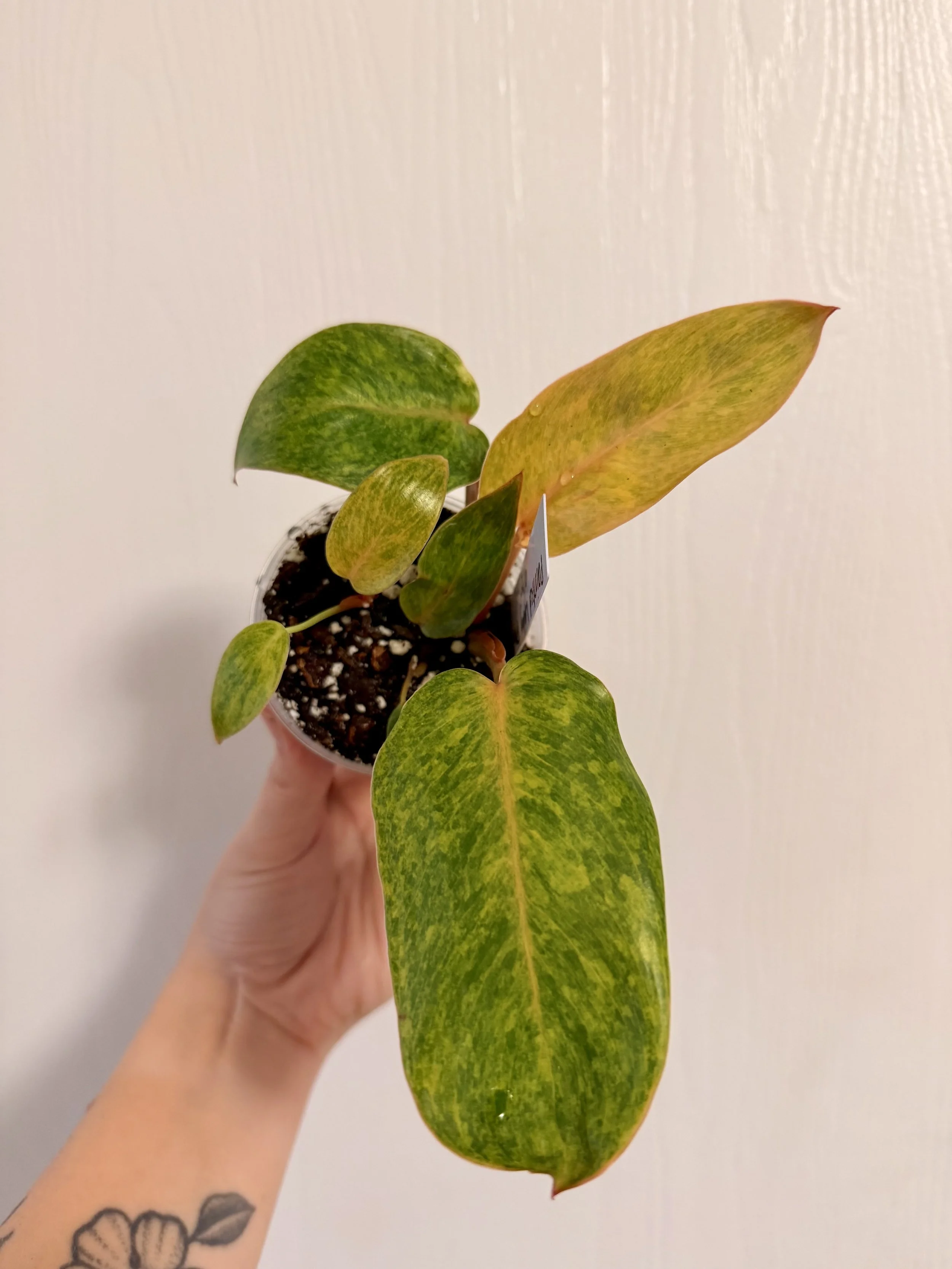 Philodendron Painted Lady - 2" Starter