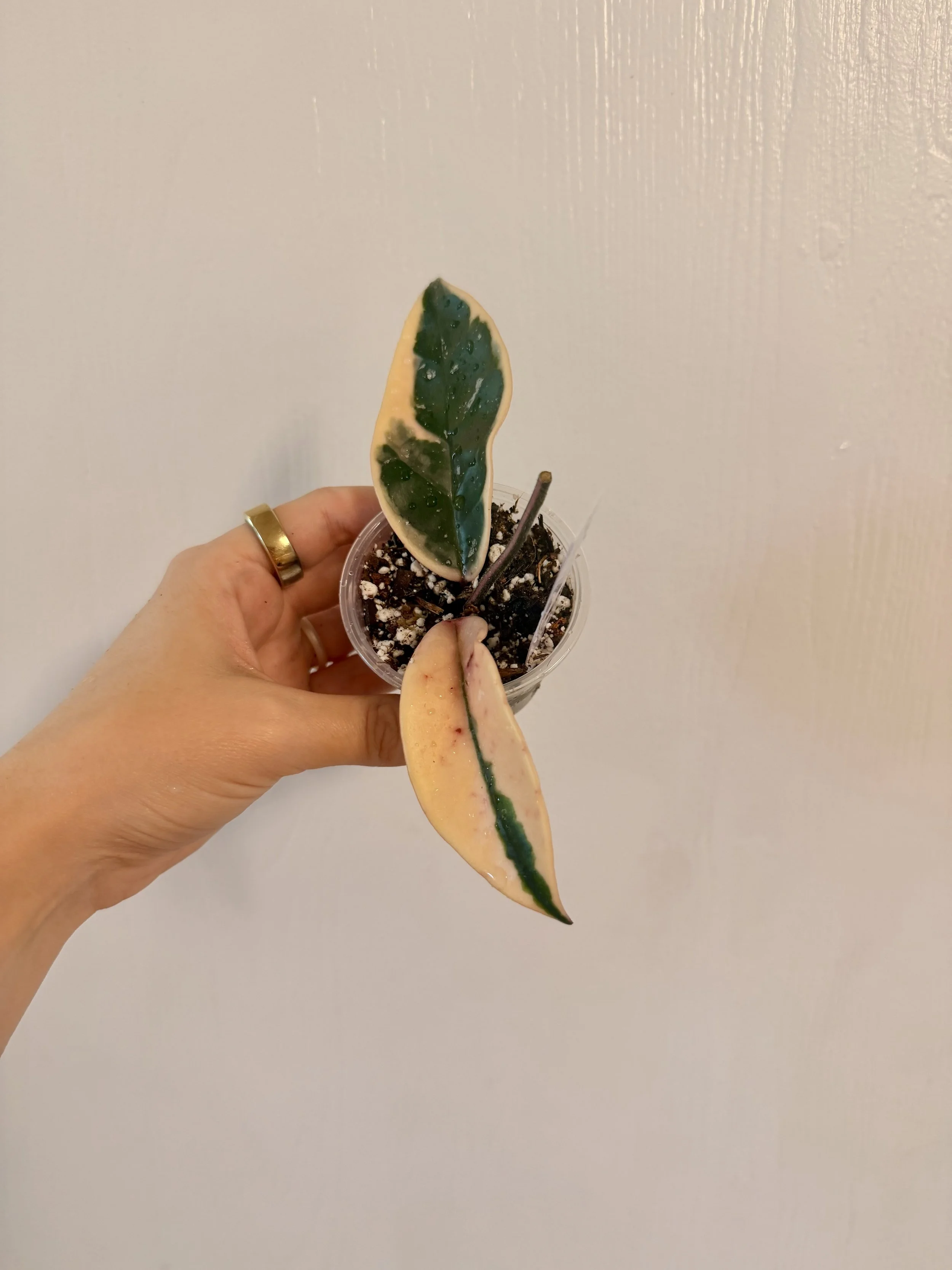 Hoya Krimson Queen - 2" Starter