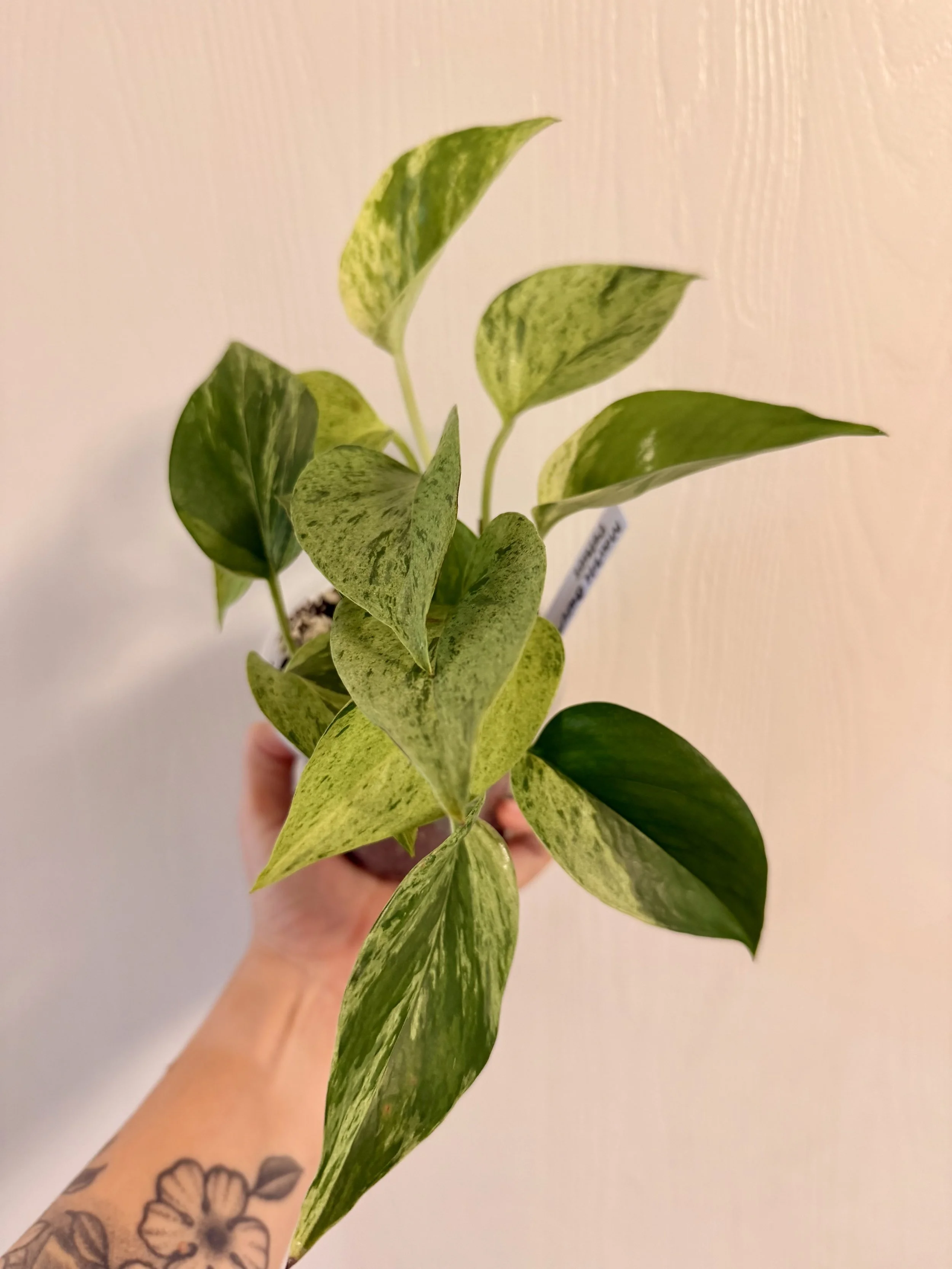 Marble Queen Pothos - 4" Starter