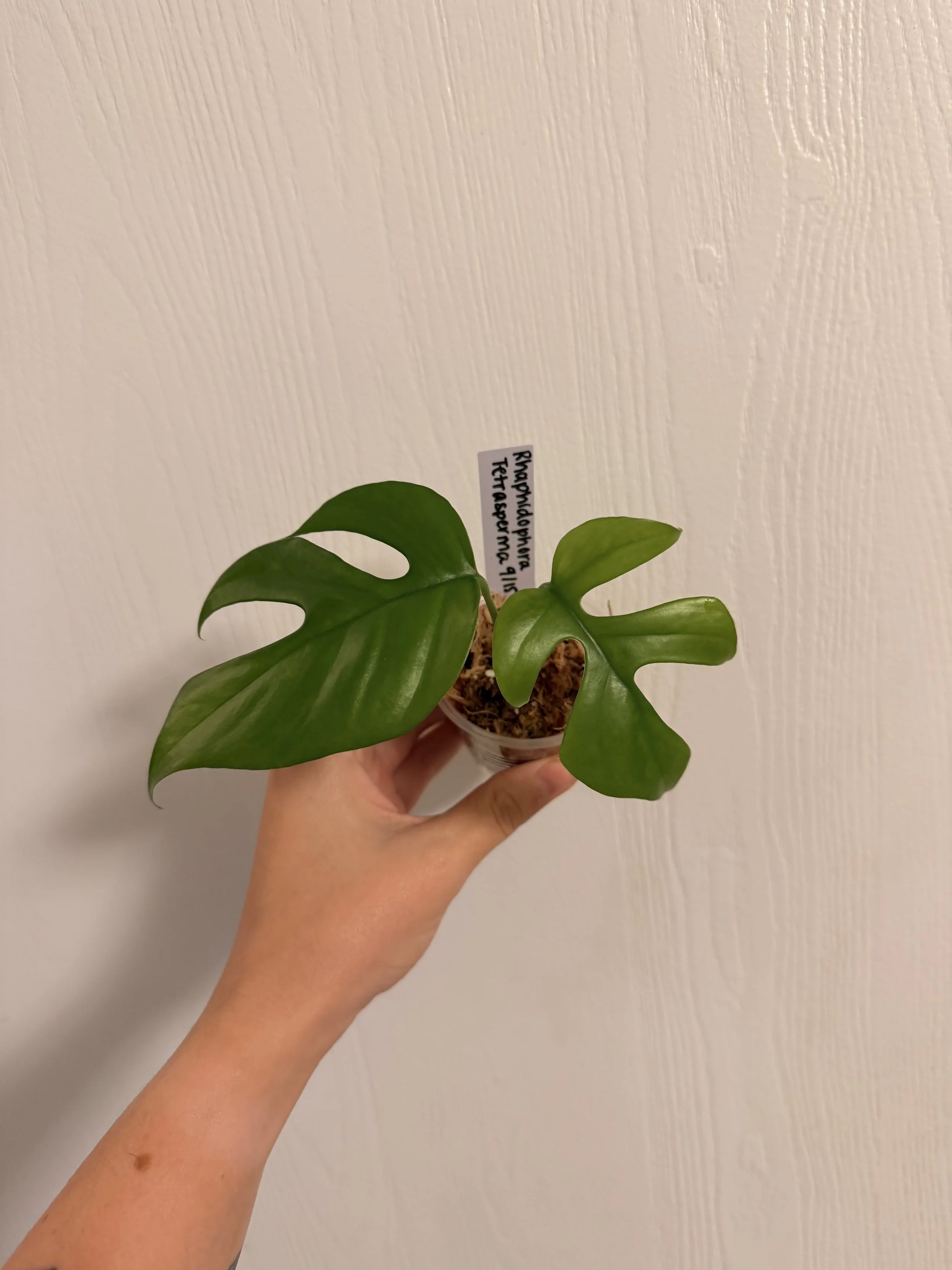 Rhaphidophora Tetrasperma - Unrooted/Lightly Rooted Top Cut
