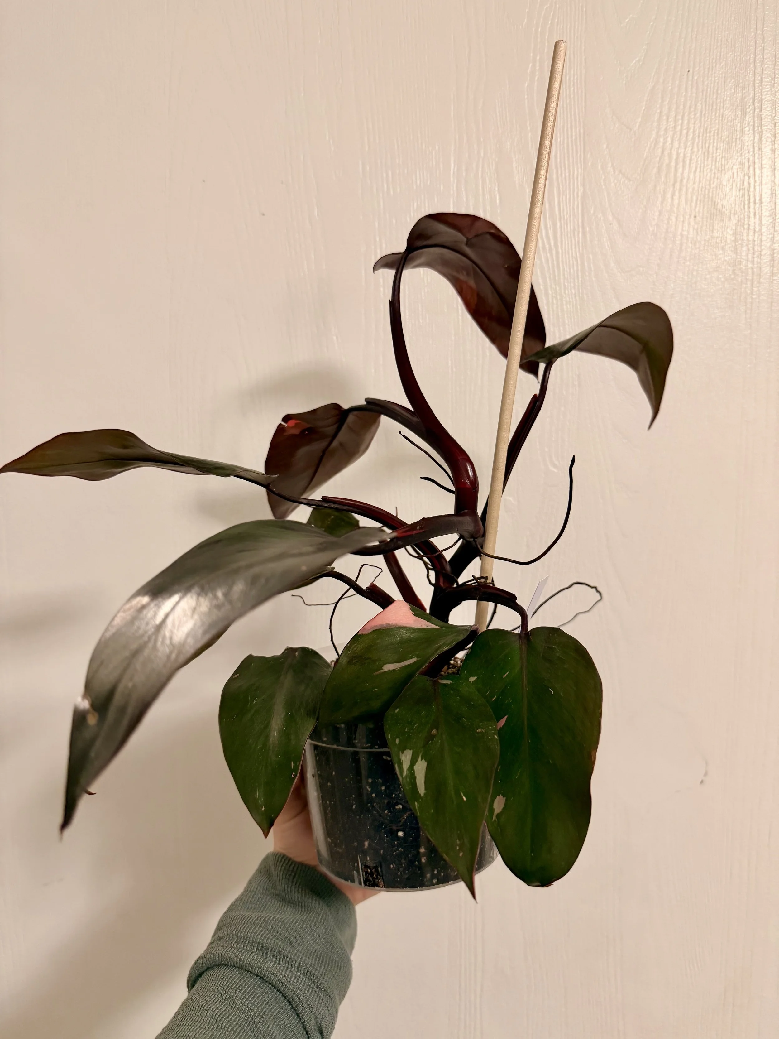 Philodendron Pink Princess - 6"