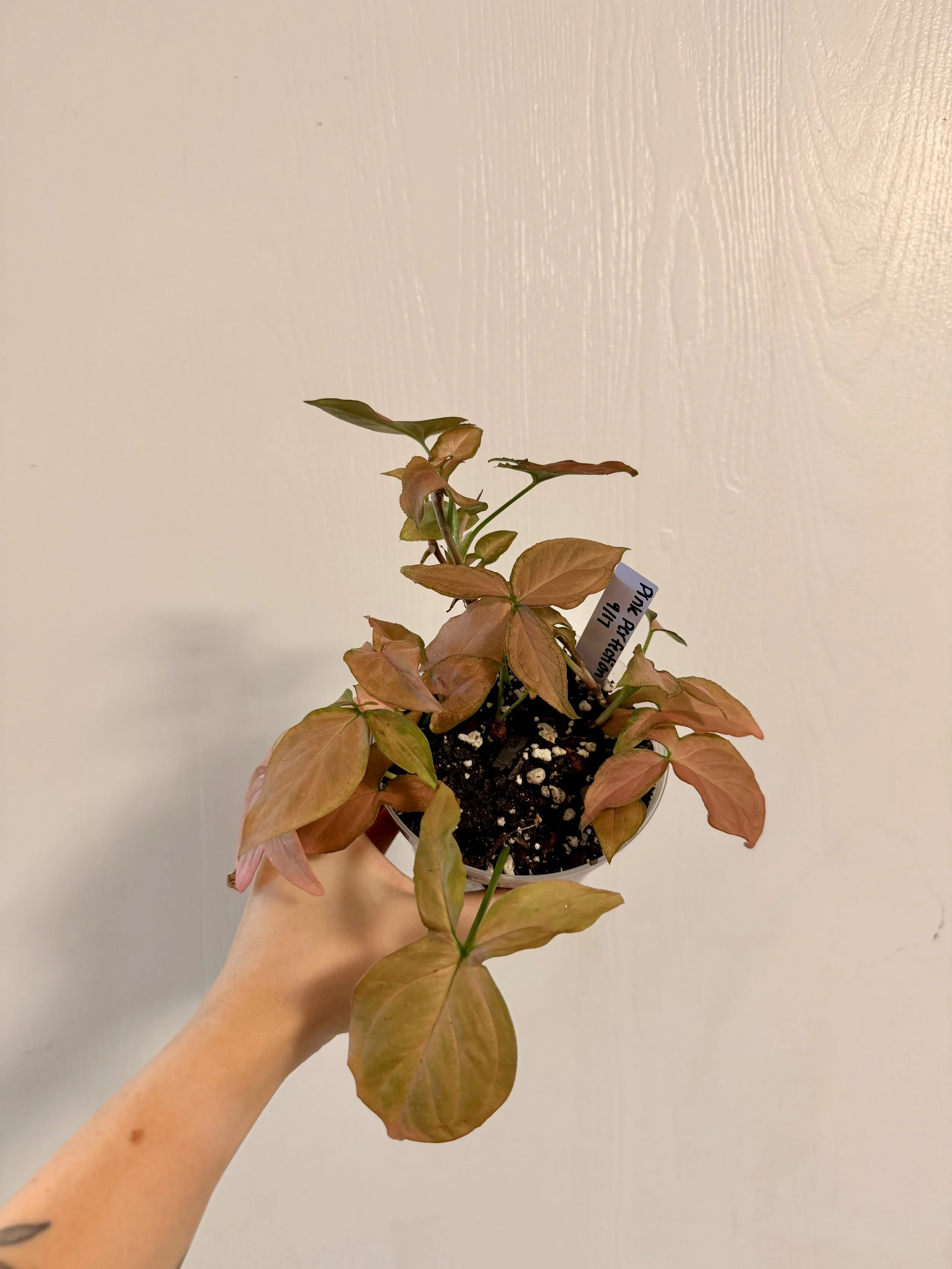 Syngonium Pink Perfection - 4" Starter