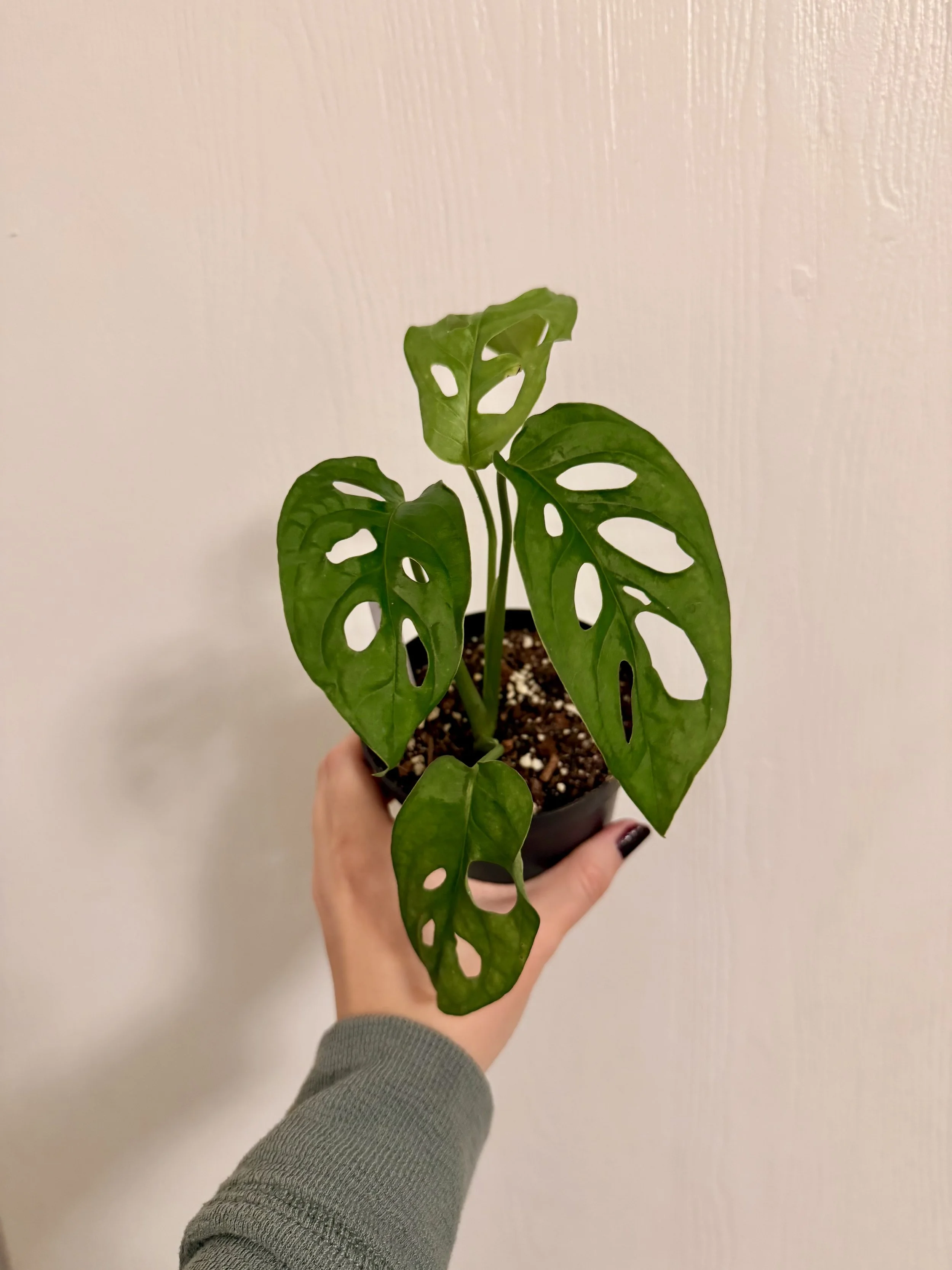 Swiss Cheese Plant - 4" (Small)