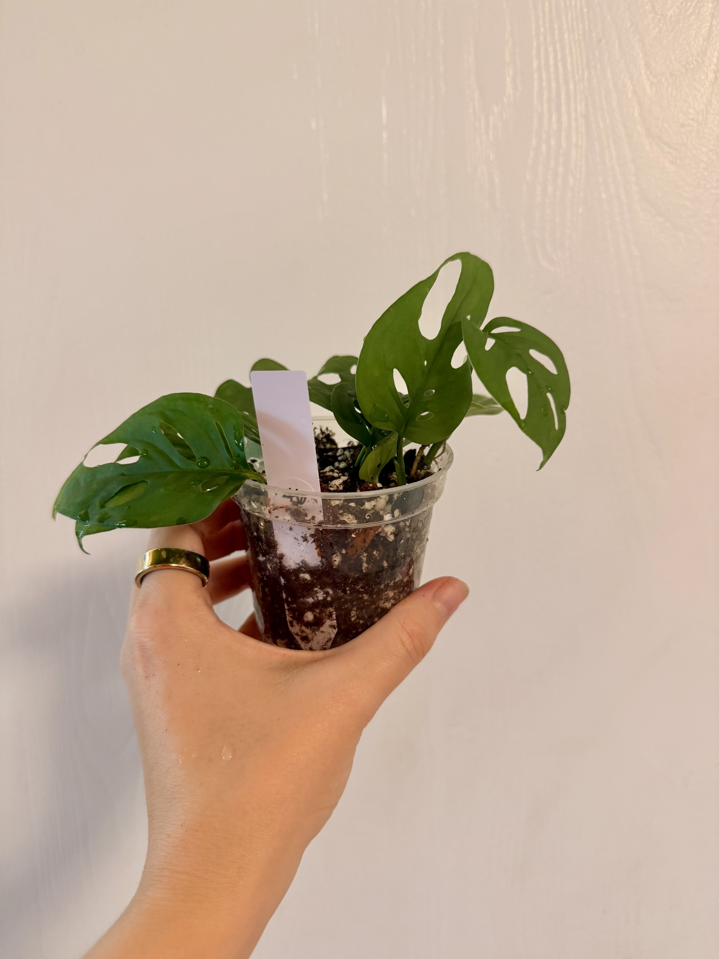 Swiss Cheese Plant - 3" Starter