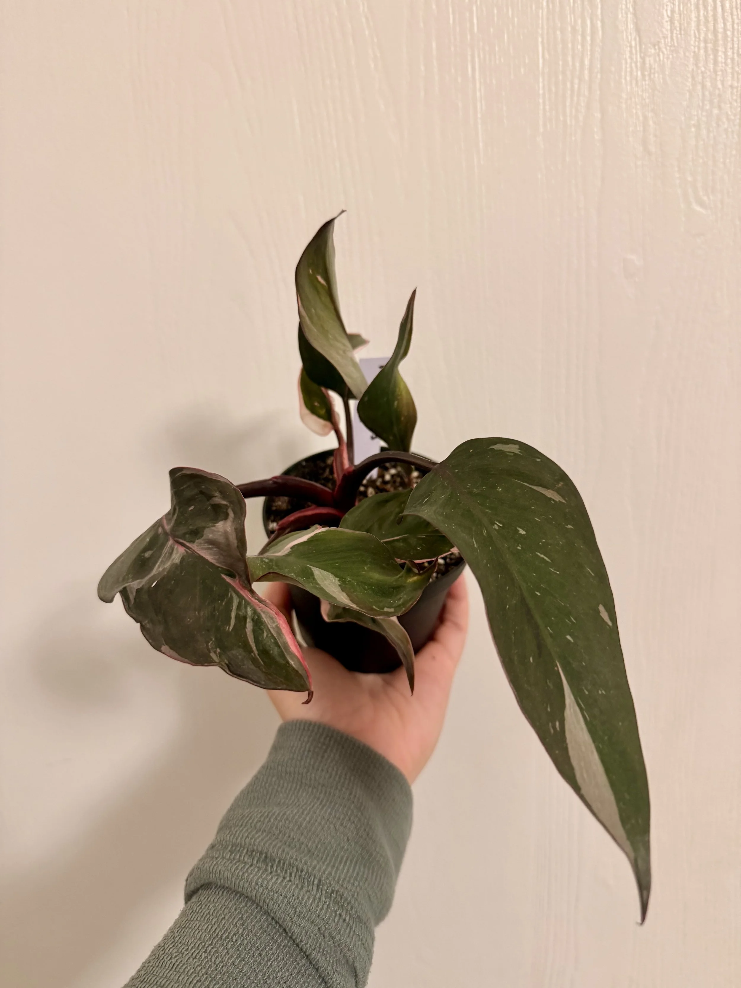 Philodendron Pink Princess - 4"